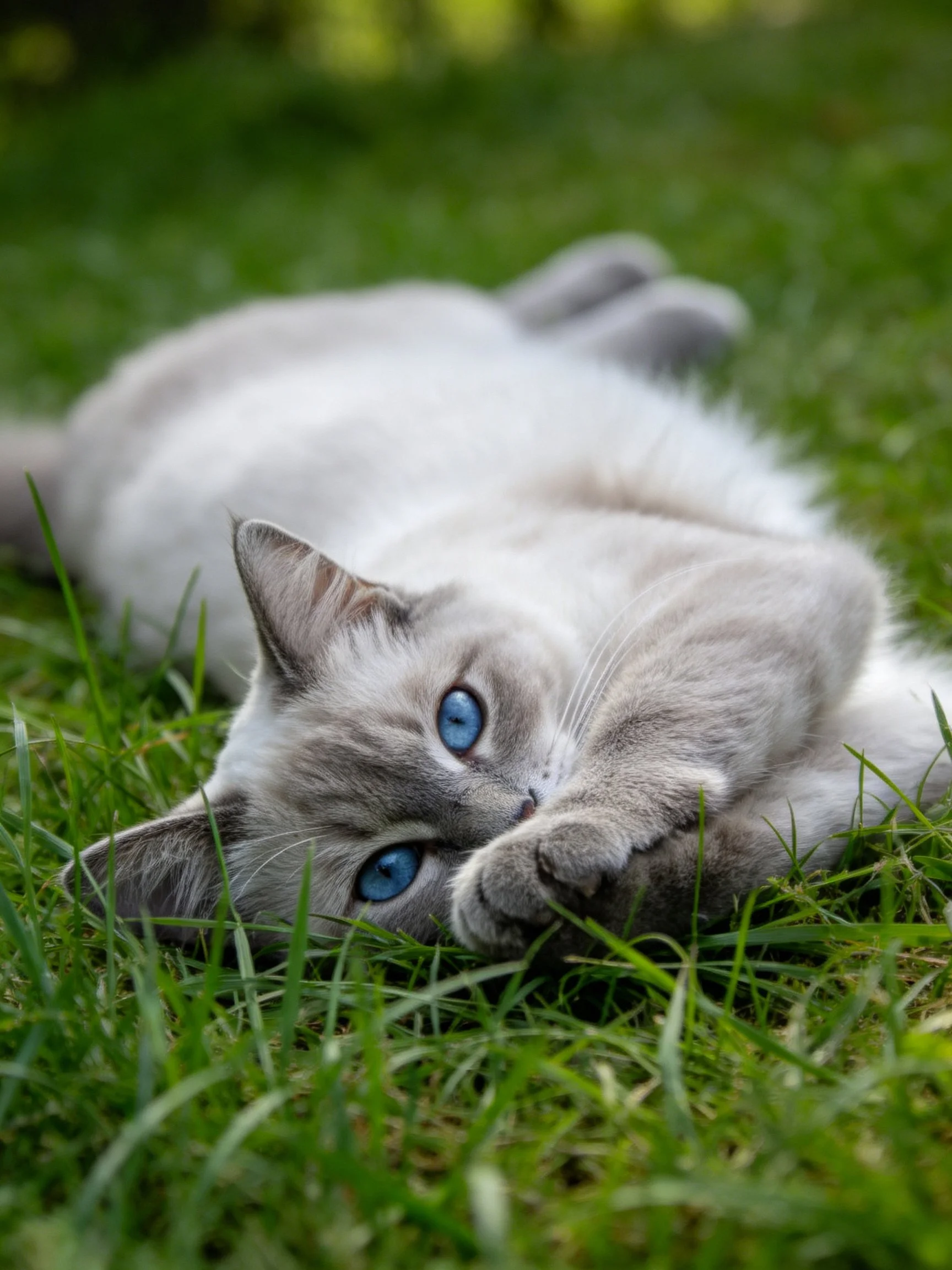A gray and white cat with blue eyes relaxes on green grass.