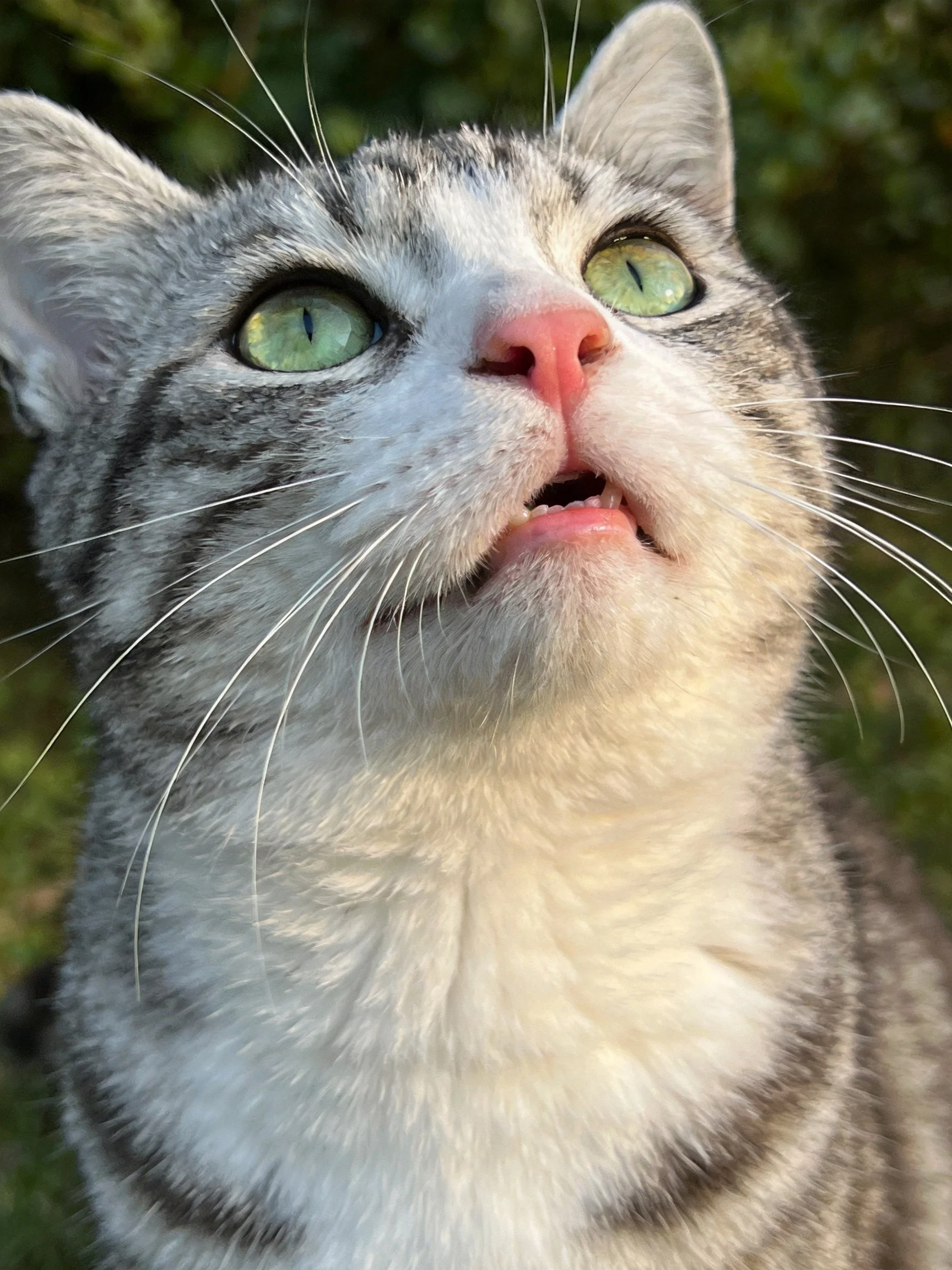 A gray-and-white cat with green eyes looks upward amid foliage.