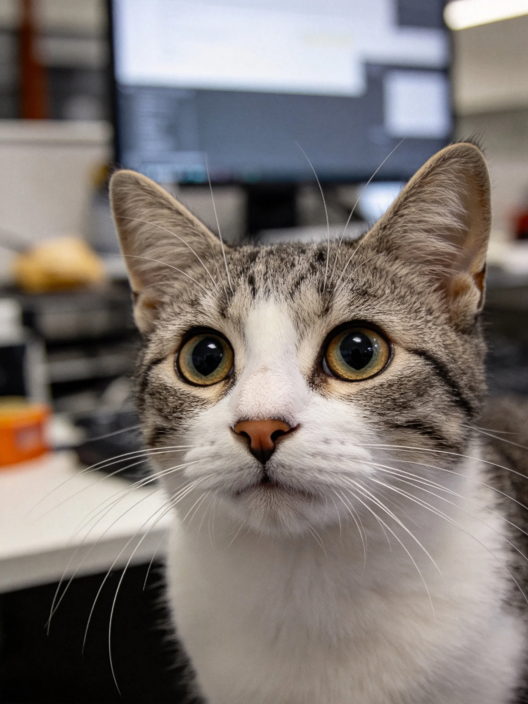 A gray and white tabby cat gazes directly at the camera in an office space.