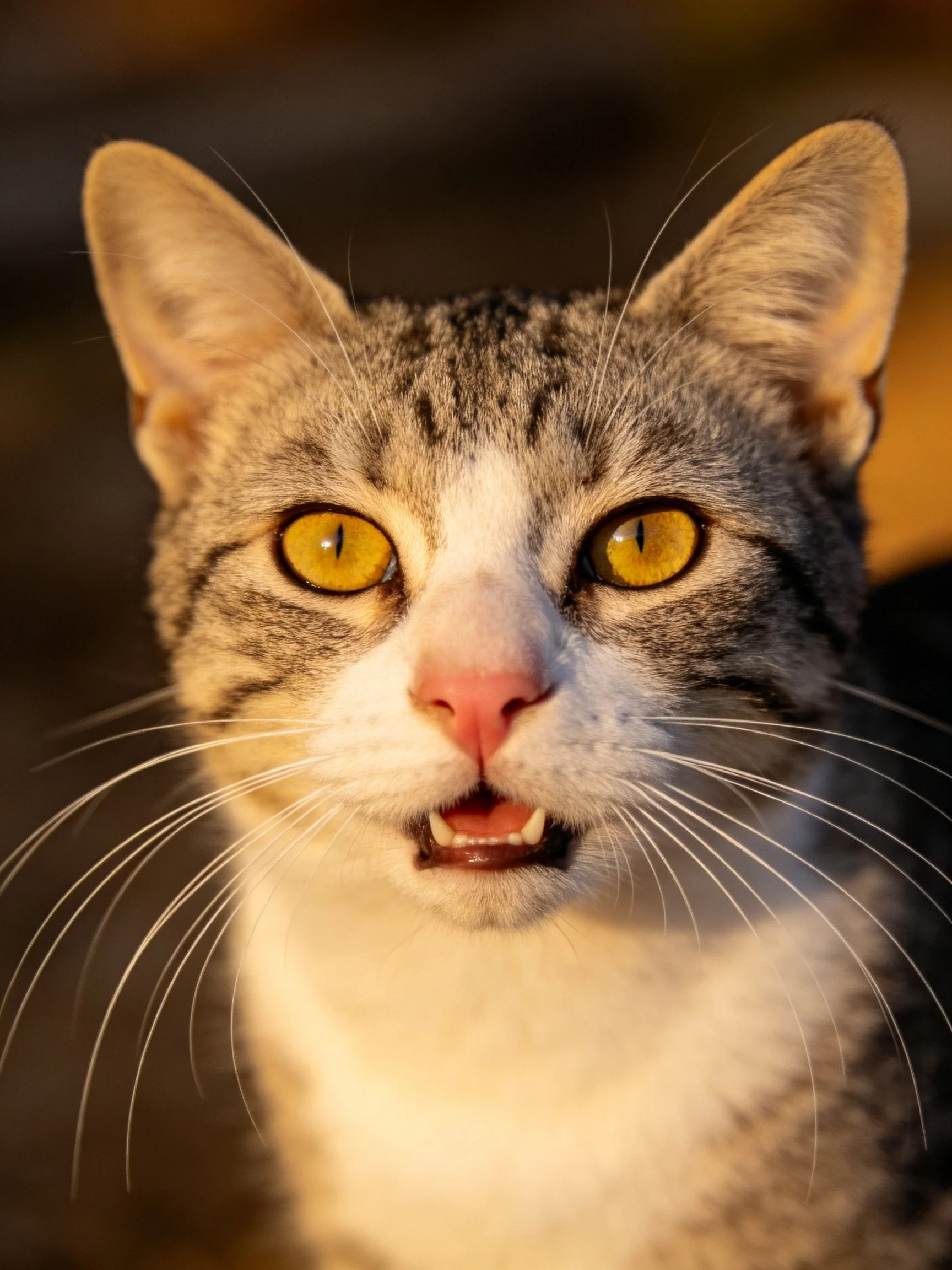 A gray and white tabby cat with bright yellow eyes looks directly at the viewer.