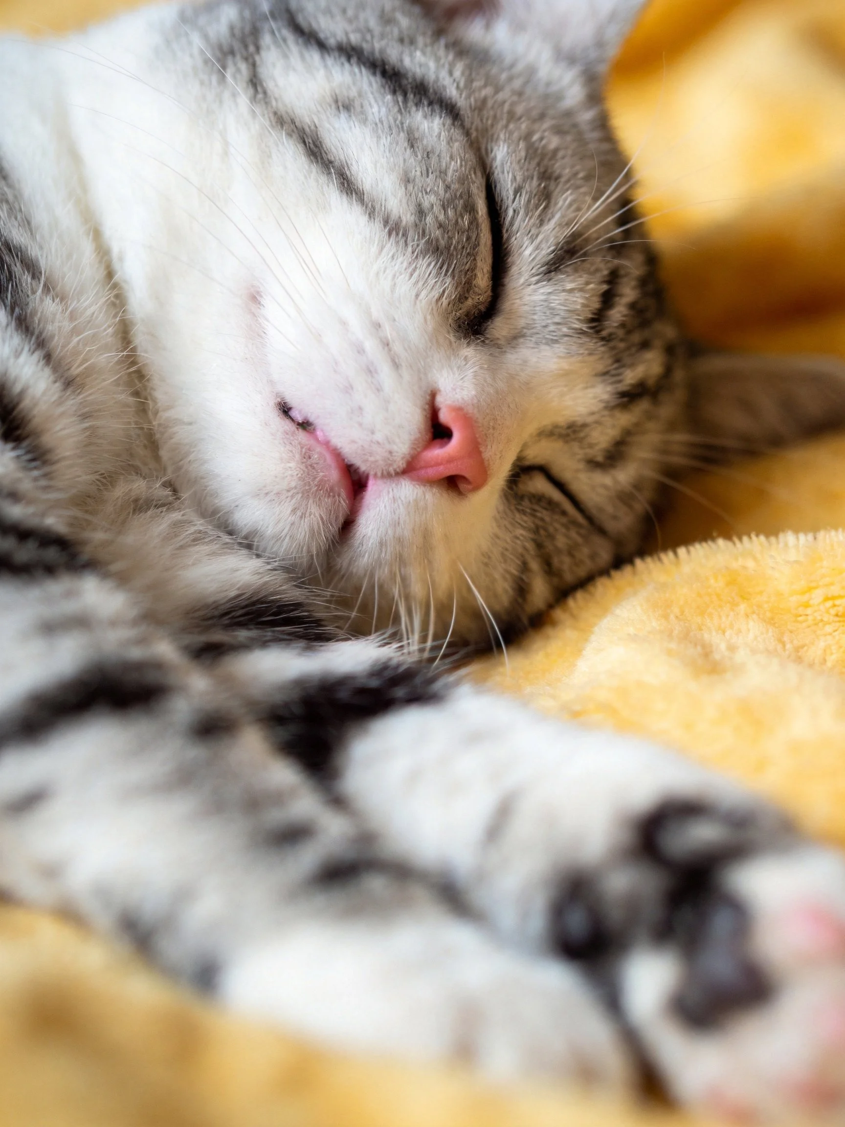 A gray and white tabby kitten sleeps soundly on a yellow blanket.