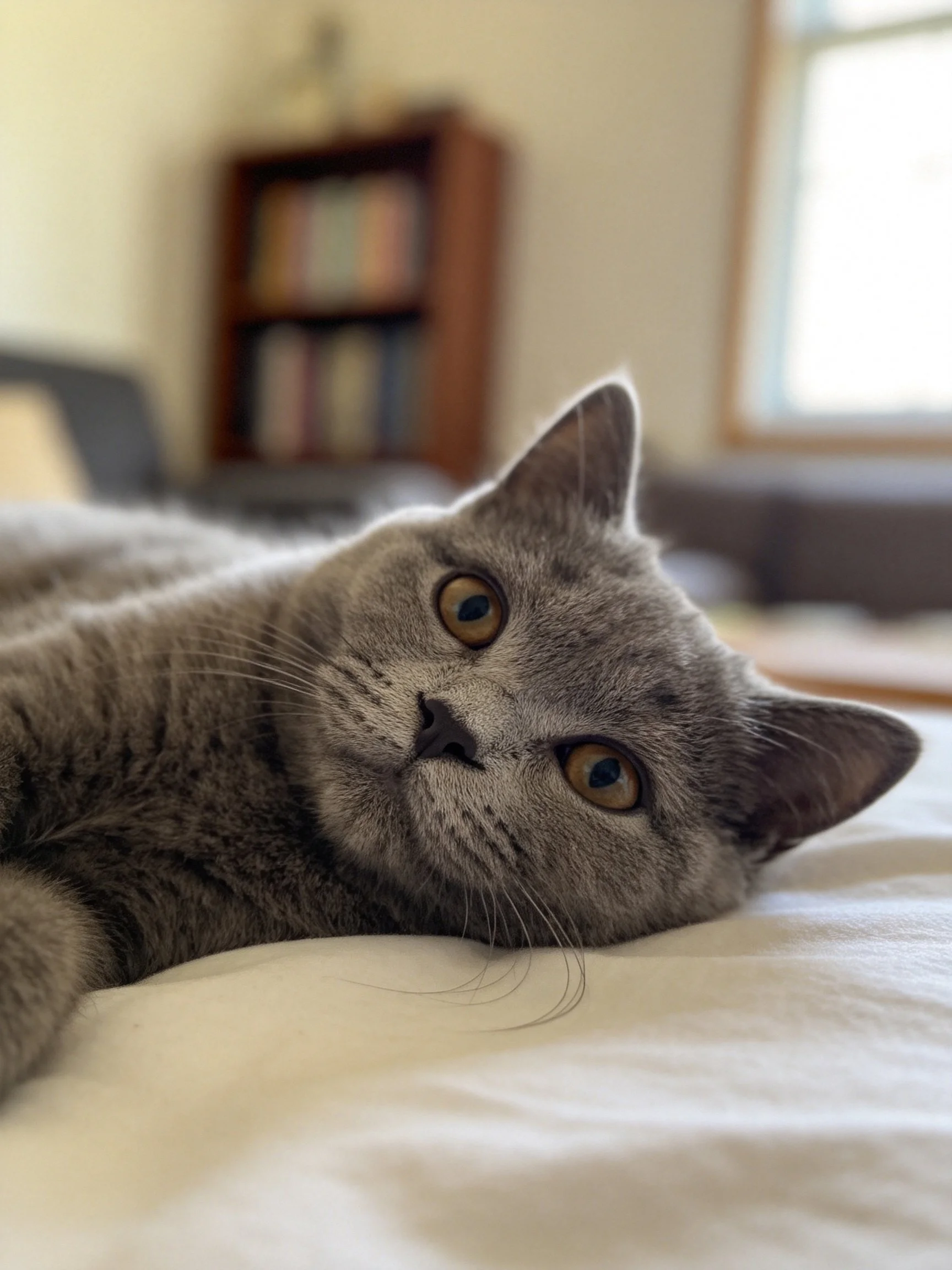 Gray cat lounging on white bed in cozy room