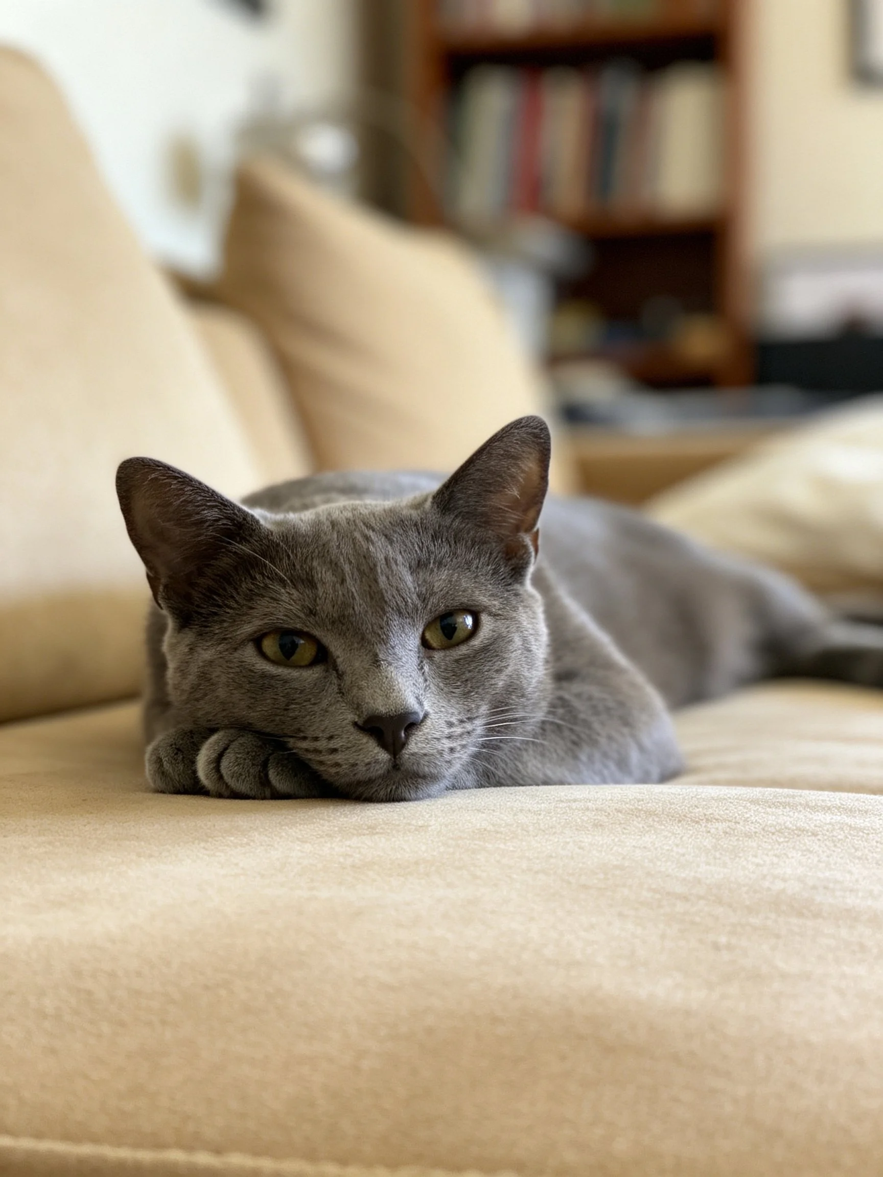 Gray cat resting on beige couch in cozy living room