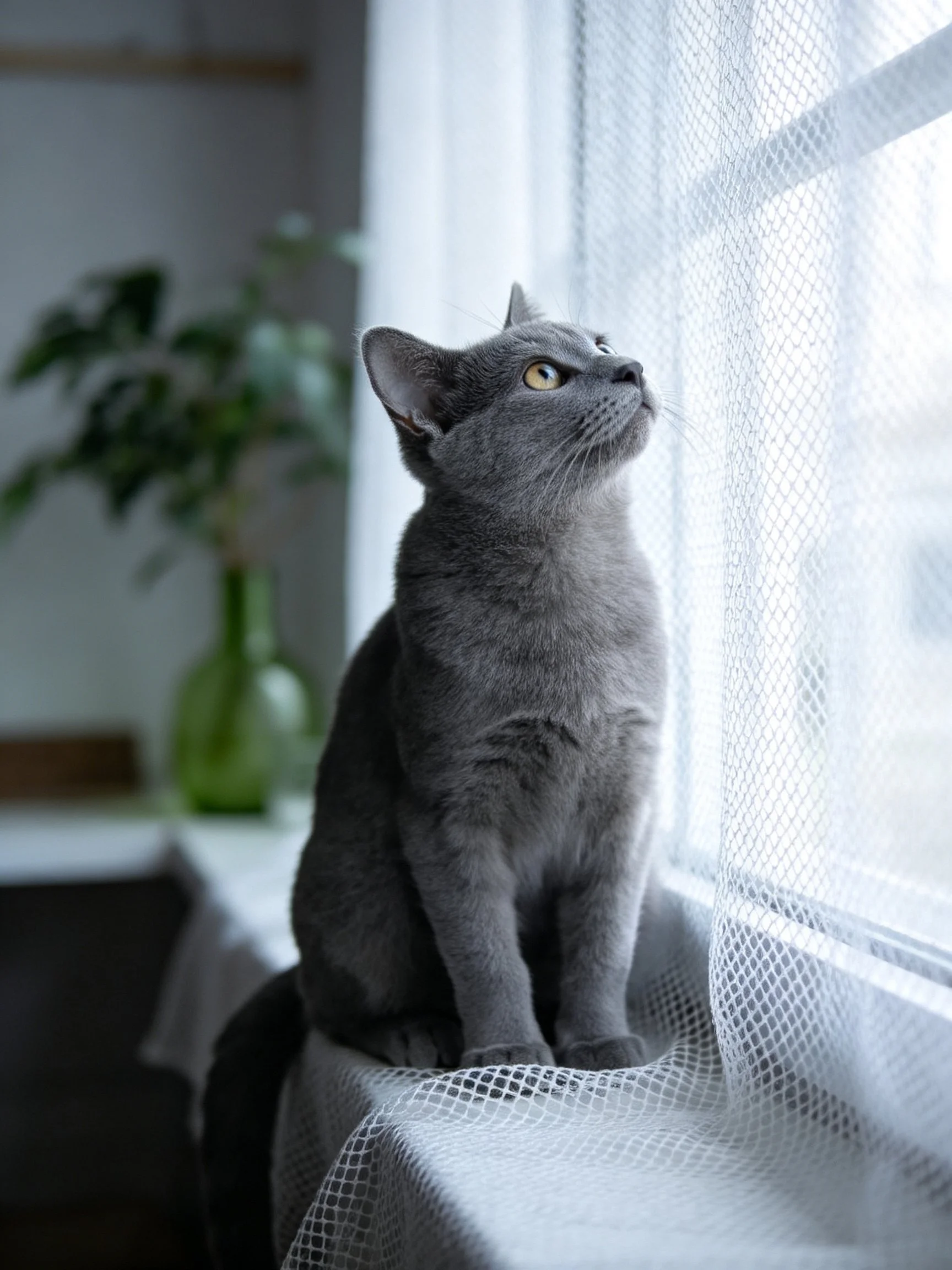Gray cat sits by window with sheer curtain and green vase