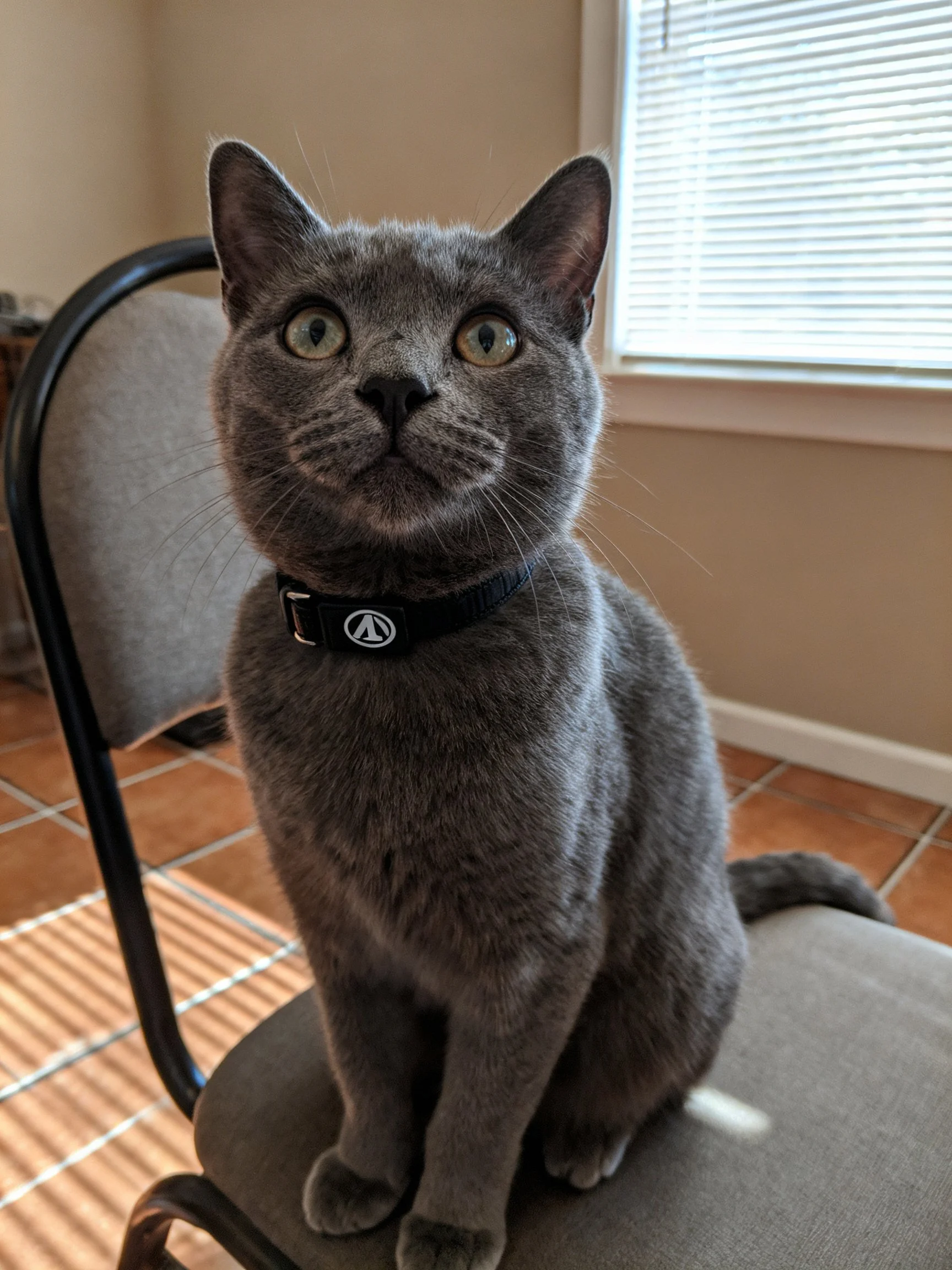 Gray cat sits on chair near window with tiled flooring