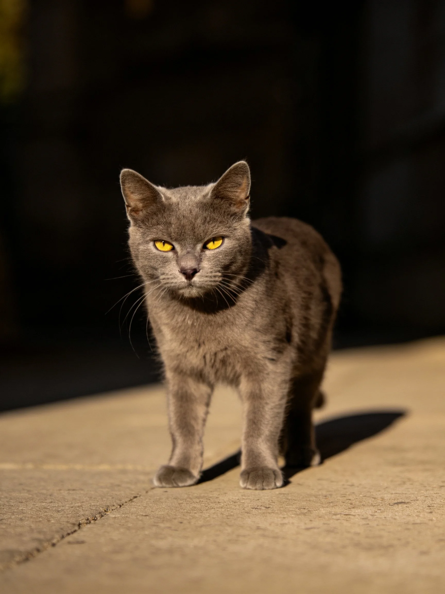 A gray cat with bright yellow eyes stands on a sunlit concrete path.