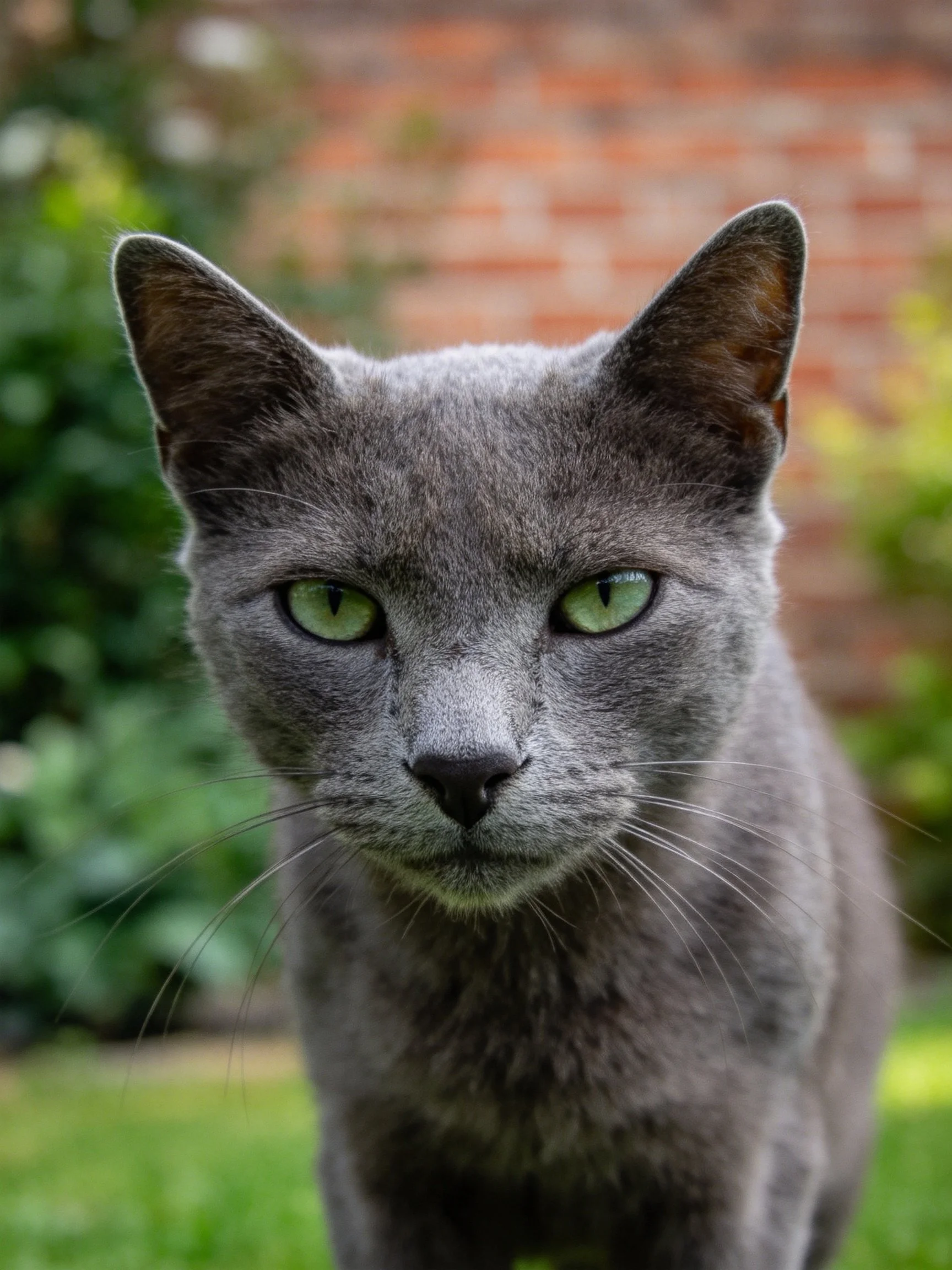 Gray cat with green eyes near a brick wall