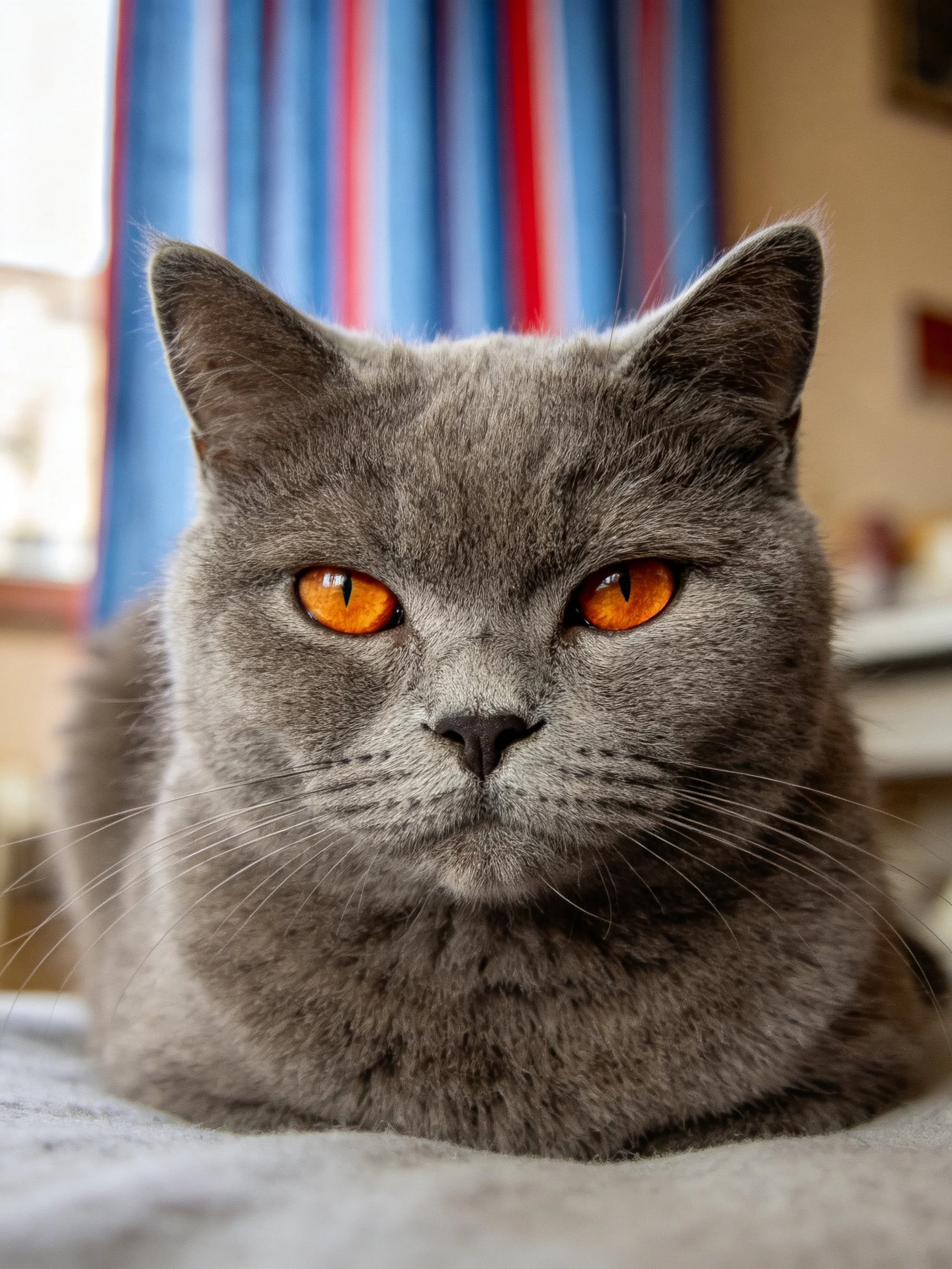 A gray cat with bright orange eyes sits calmly near colorful curtains.