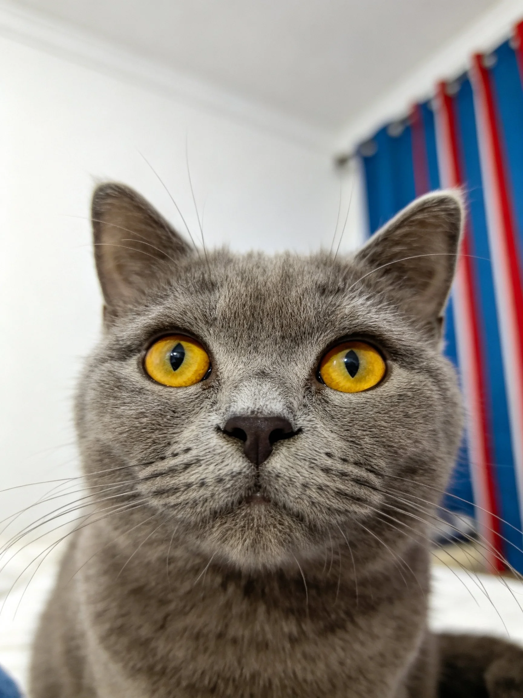 A gray cat with striking yellow eyes sits near colorful striped curtains.