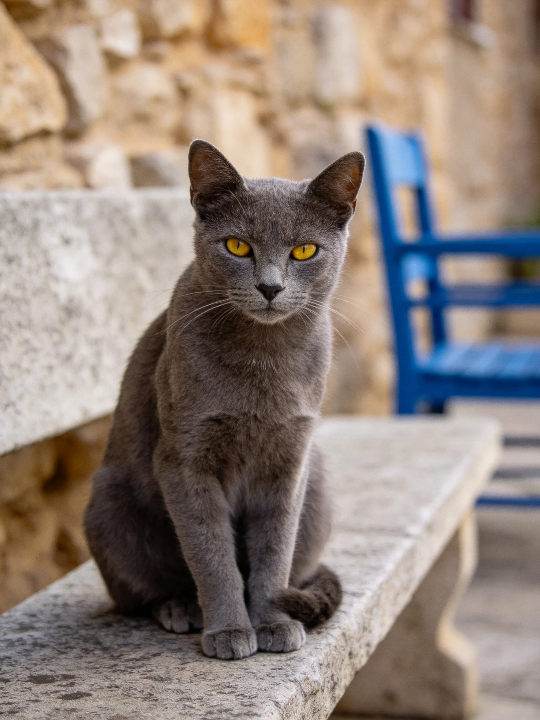 A gray cat with yellow eyes rests on a stone bench next to a blue chair.
