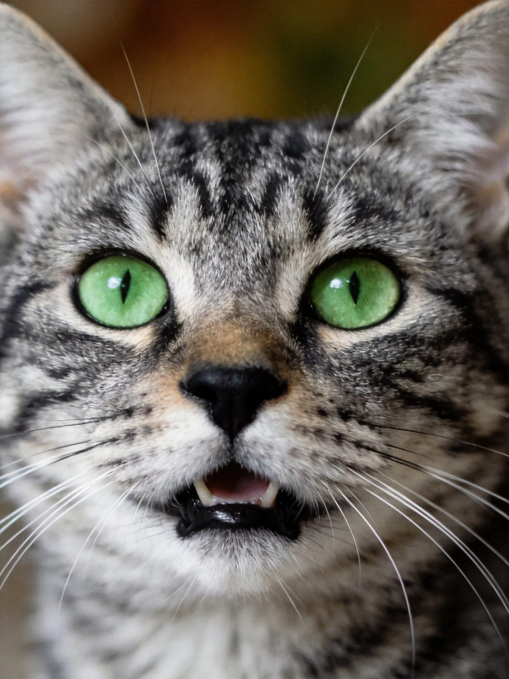A gray tabby cat with bright green eyes is captured in a close-up photograph.