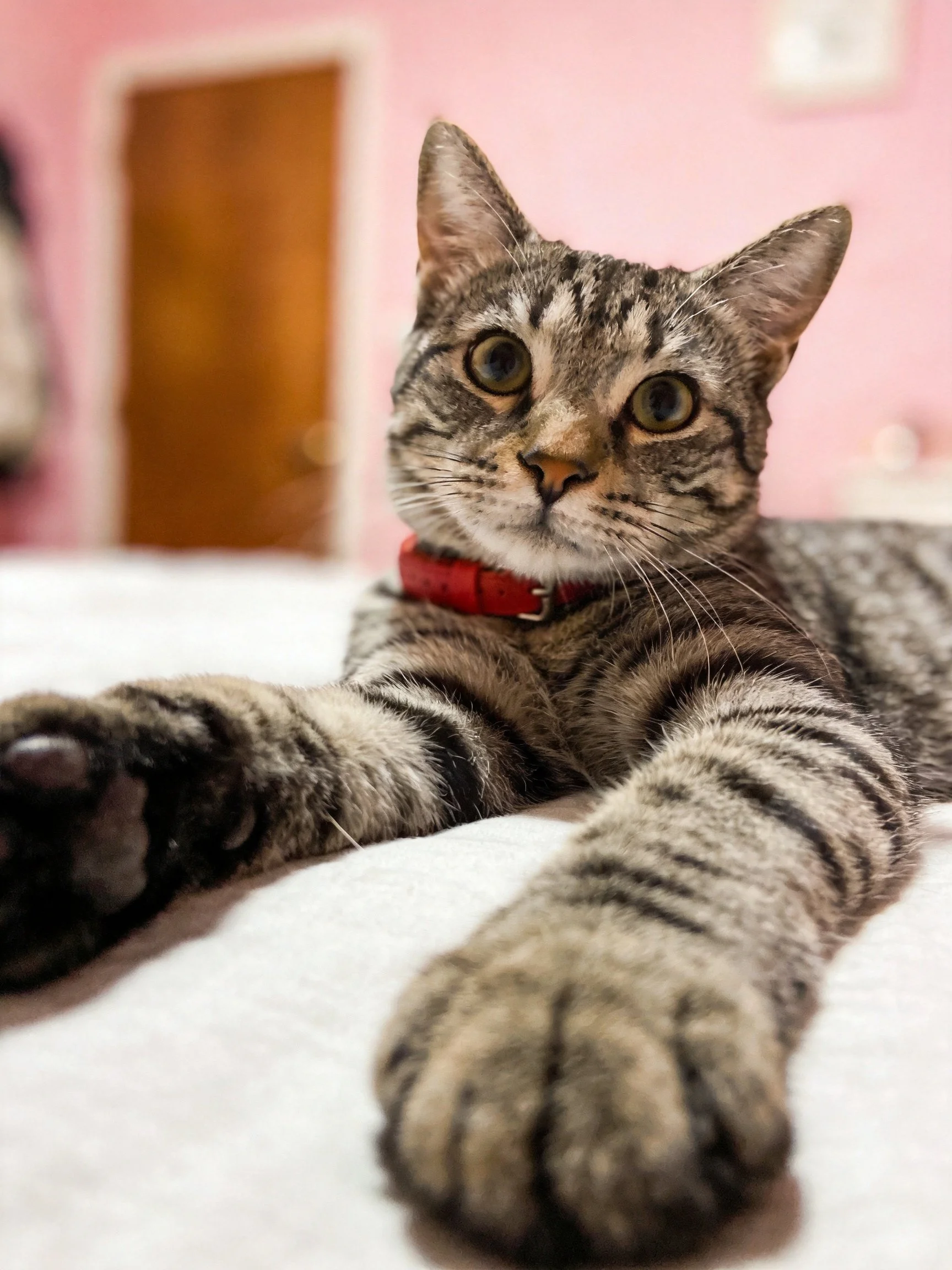 Gray tabby cat with red collar resting on white surface