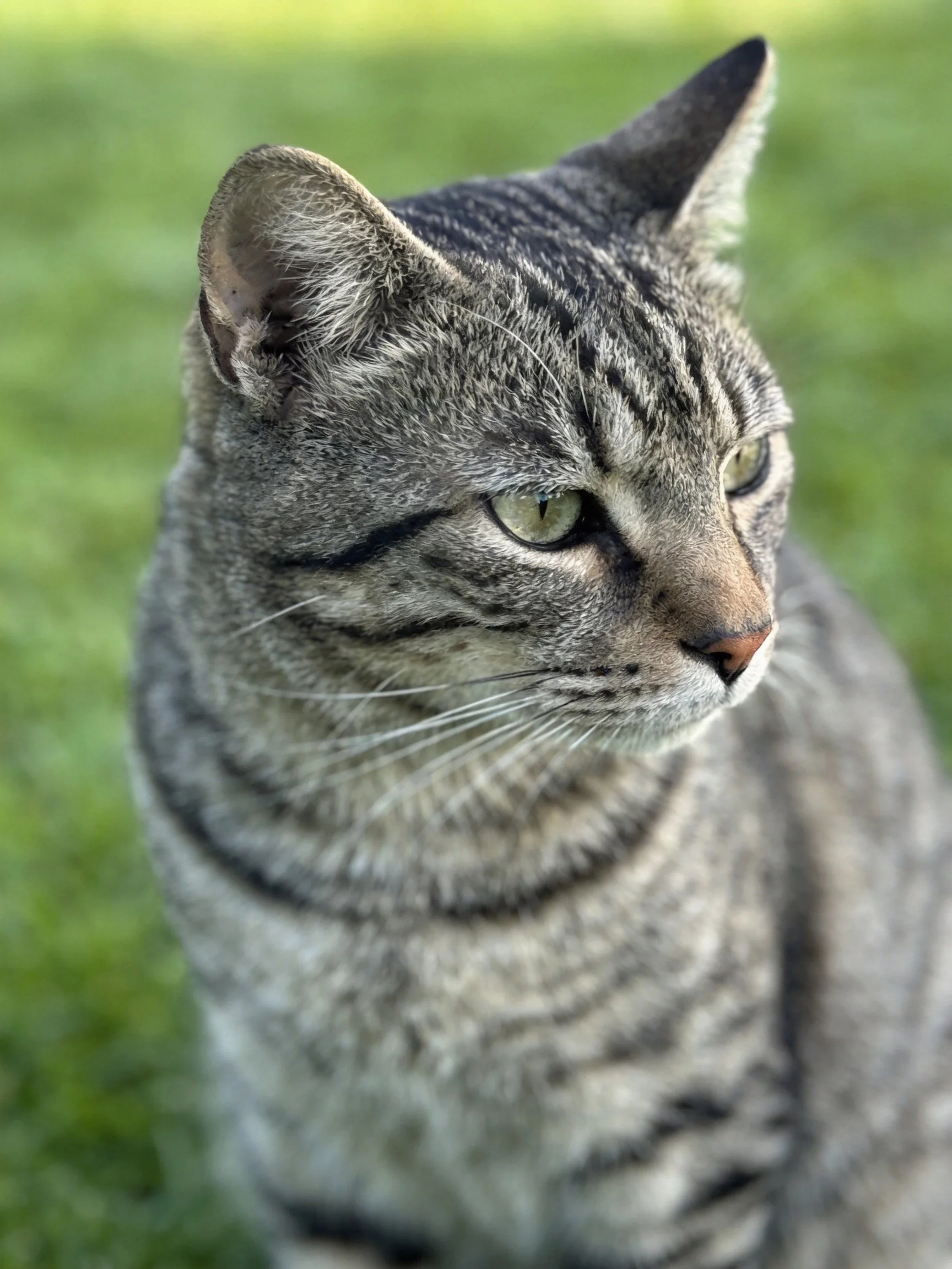A gray tabby cat with striped fur is shown sitting on green grass.