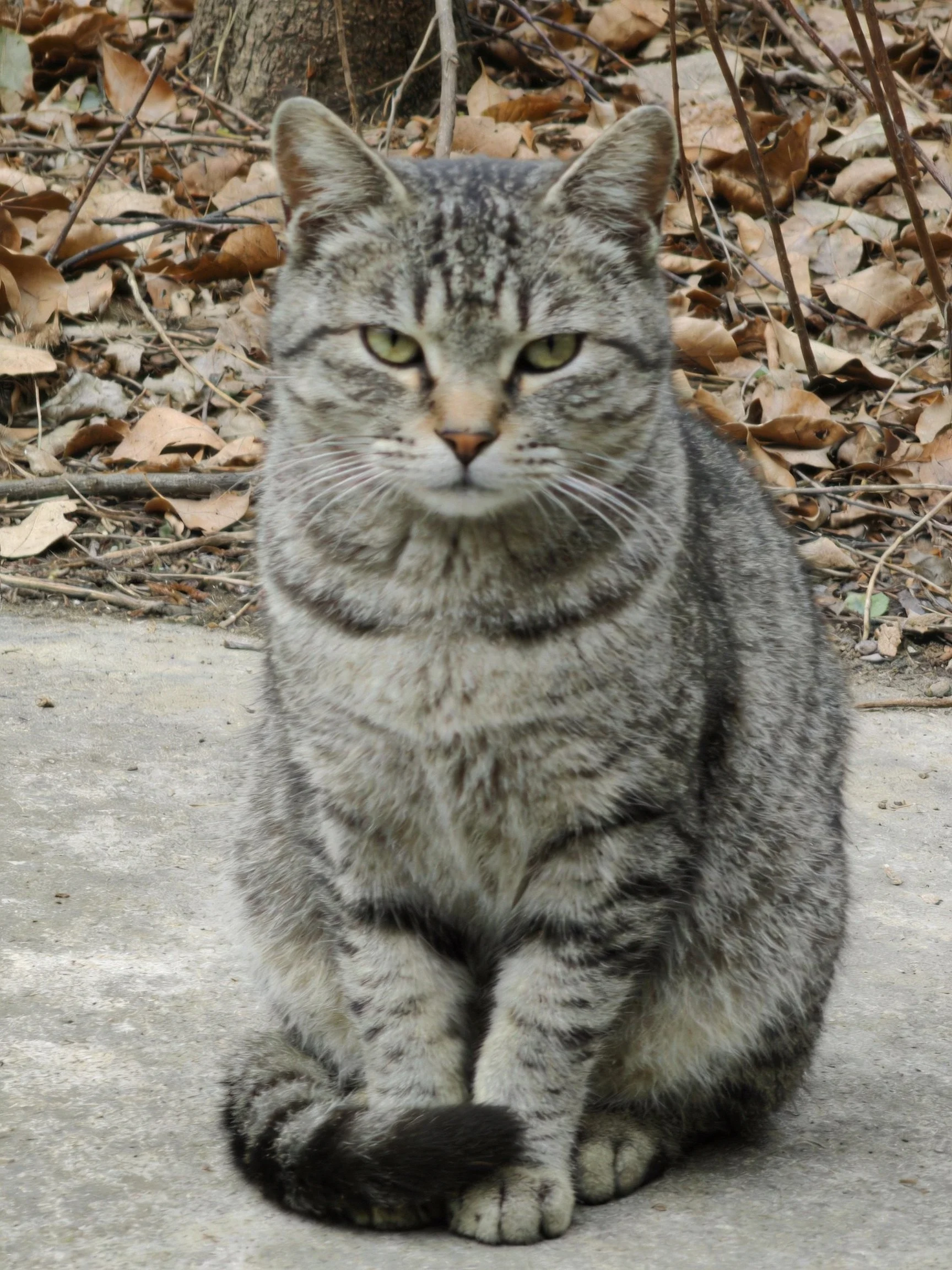 Gray tabby cat sits calmly on concrete near fallen leaves
