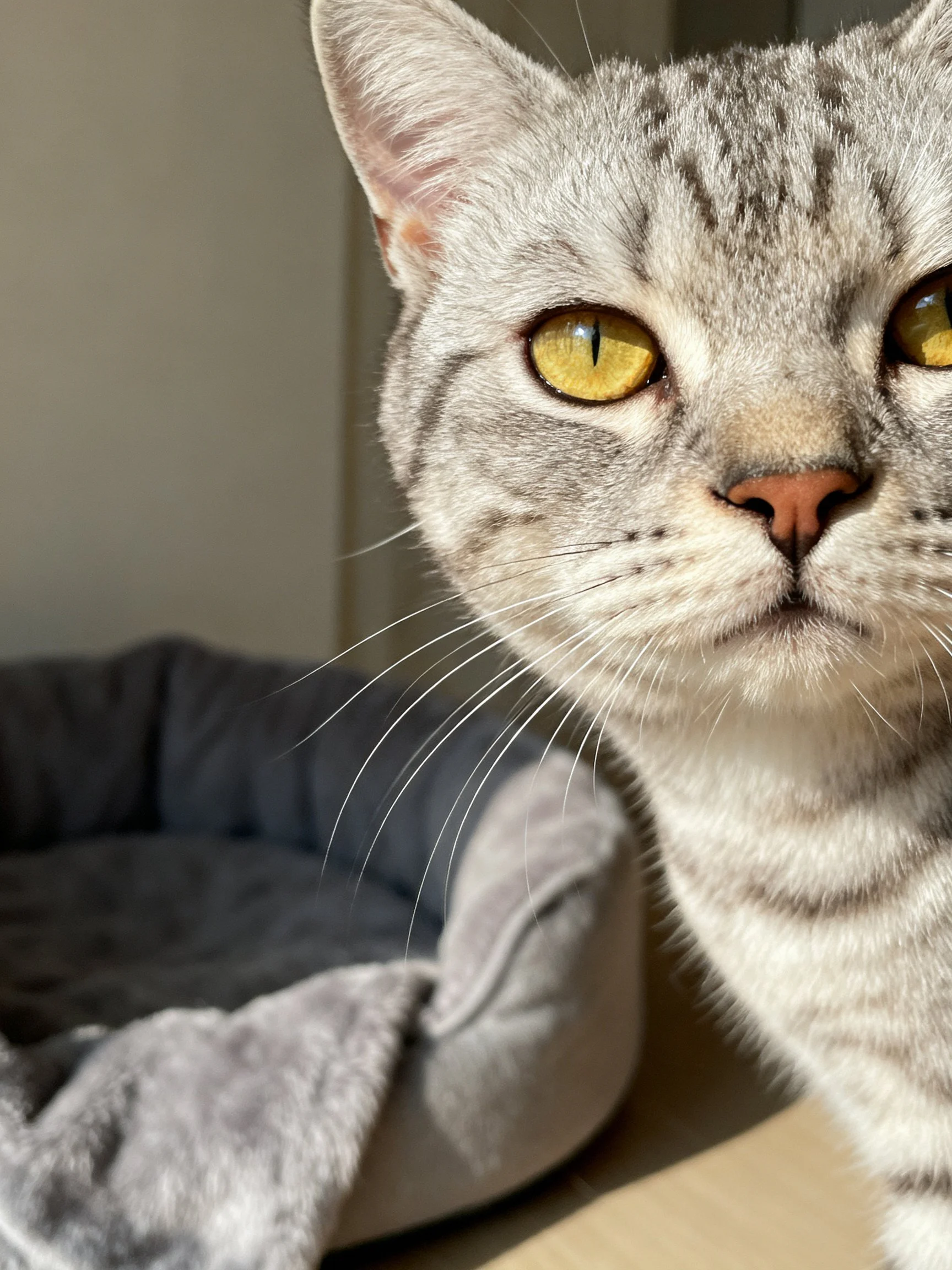 A gray tabby cat with bright yellow eyes stands beside a soft pet bed.