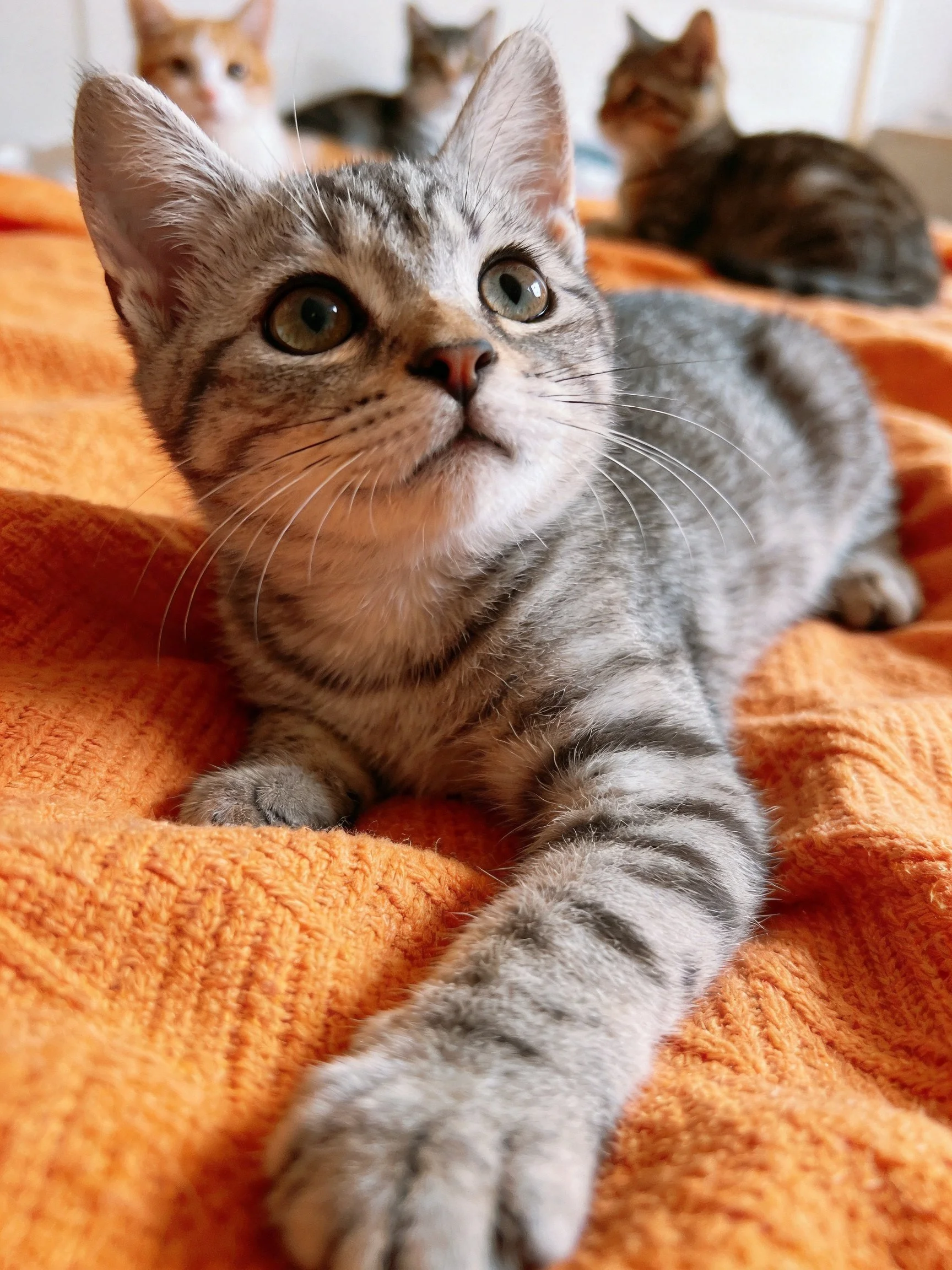 Gray tabby kitten lounging on orange blanket with three other kittens