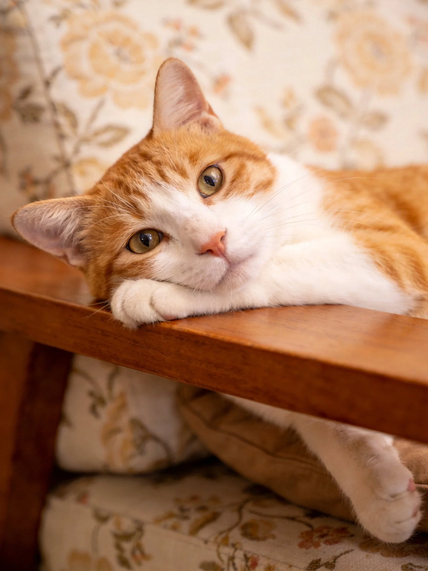 Orange and white cat lounging on wooden armrest near floral chair