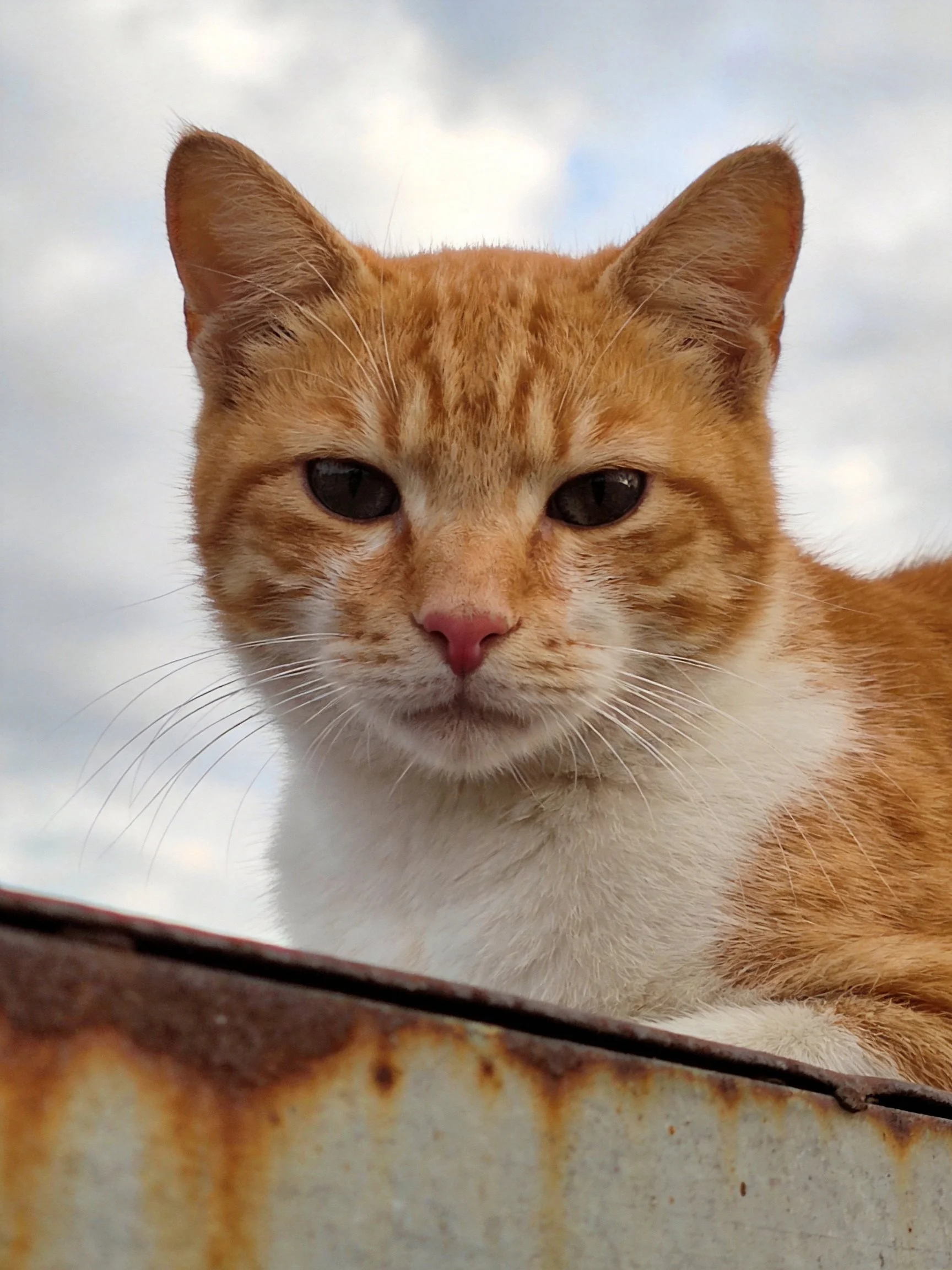 An orange and white cat sits beside a rusted metal object with clouds in the background.