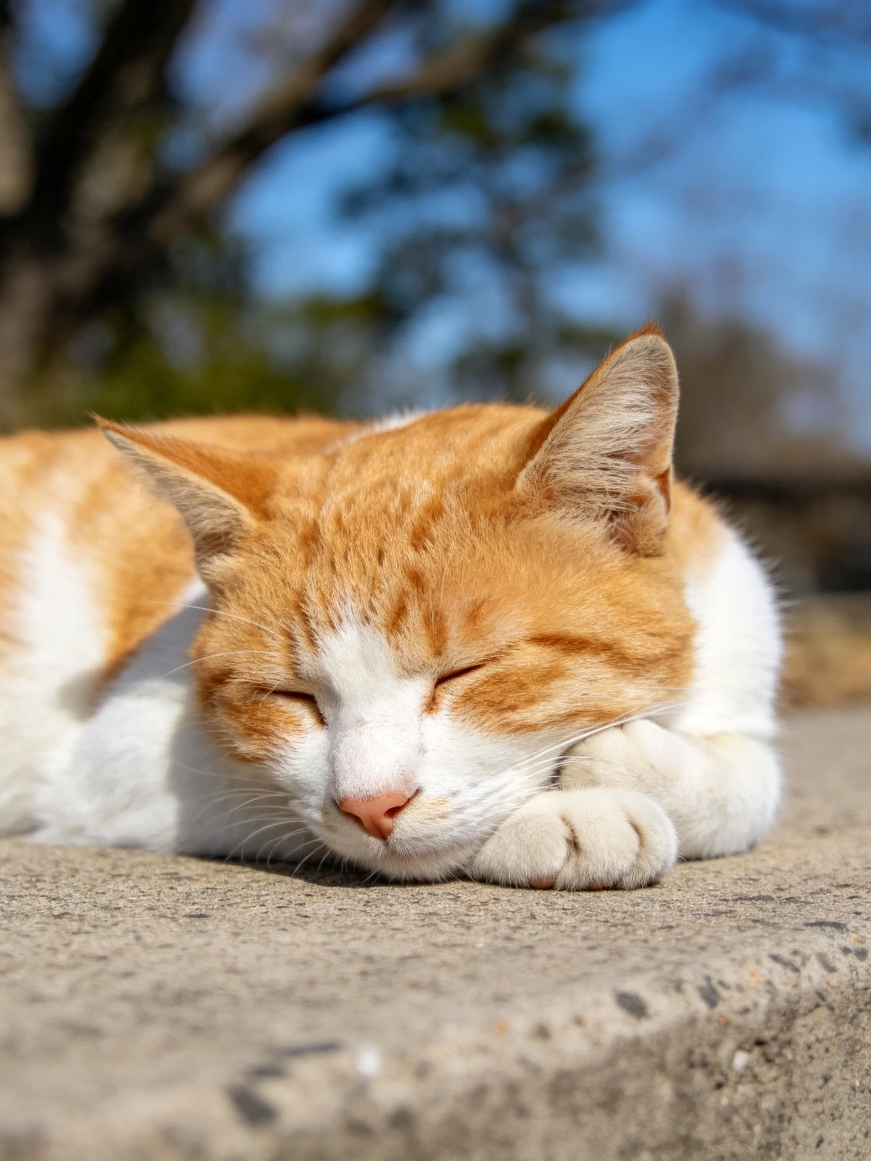 An orange and white cat sleeps calmly on a concrete surface outdoors.