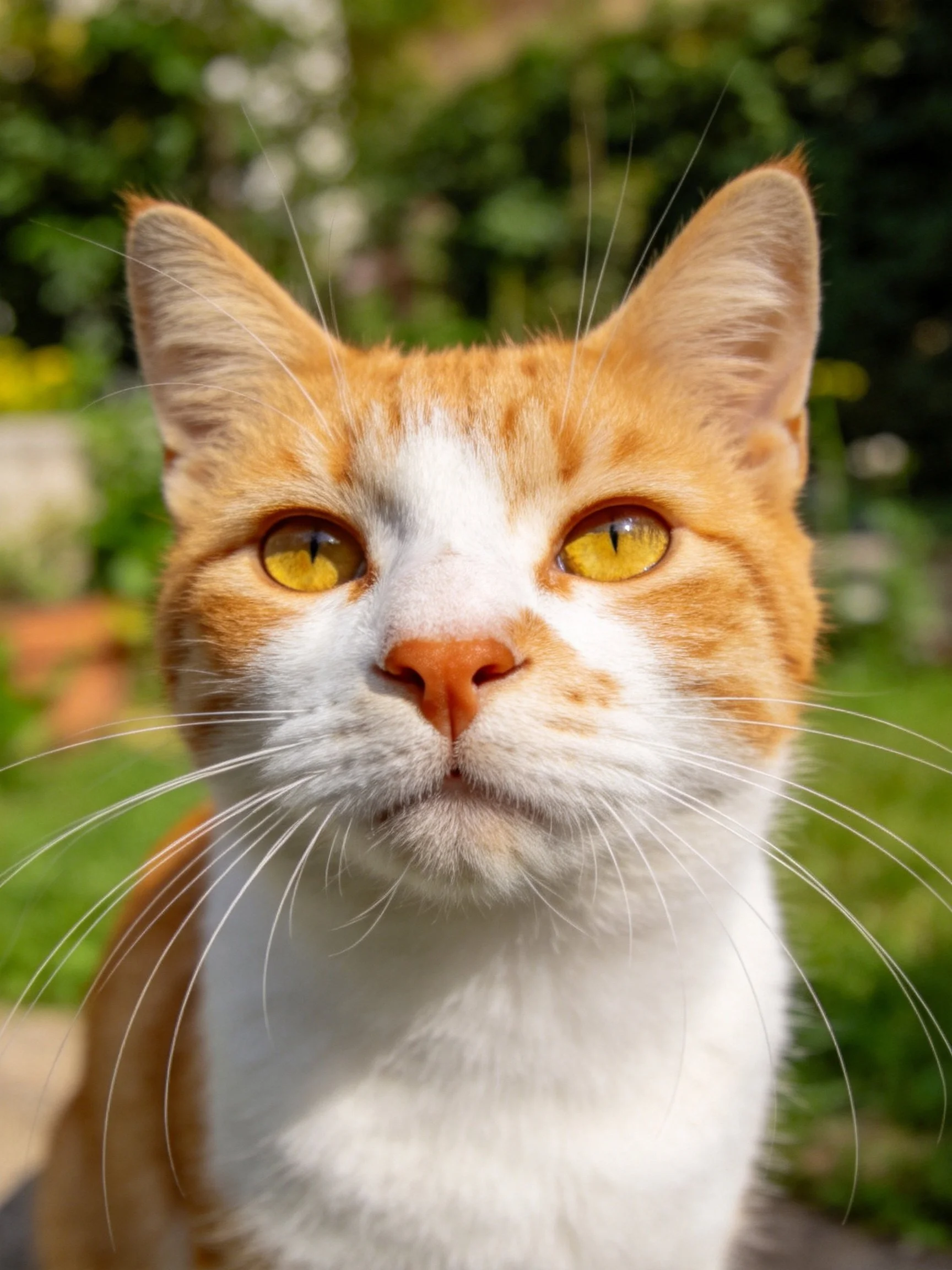 Orange and white cat with bright yellow eyes in a sunny garden