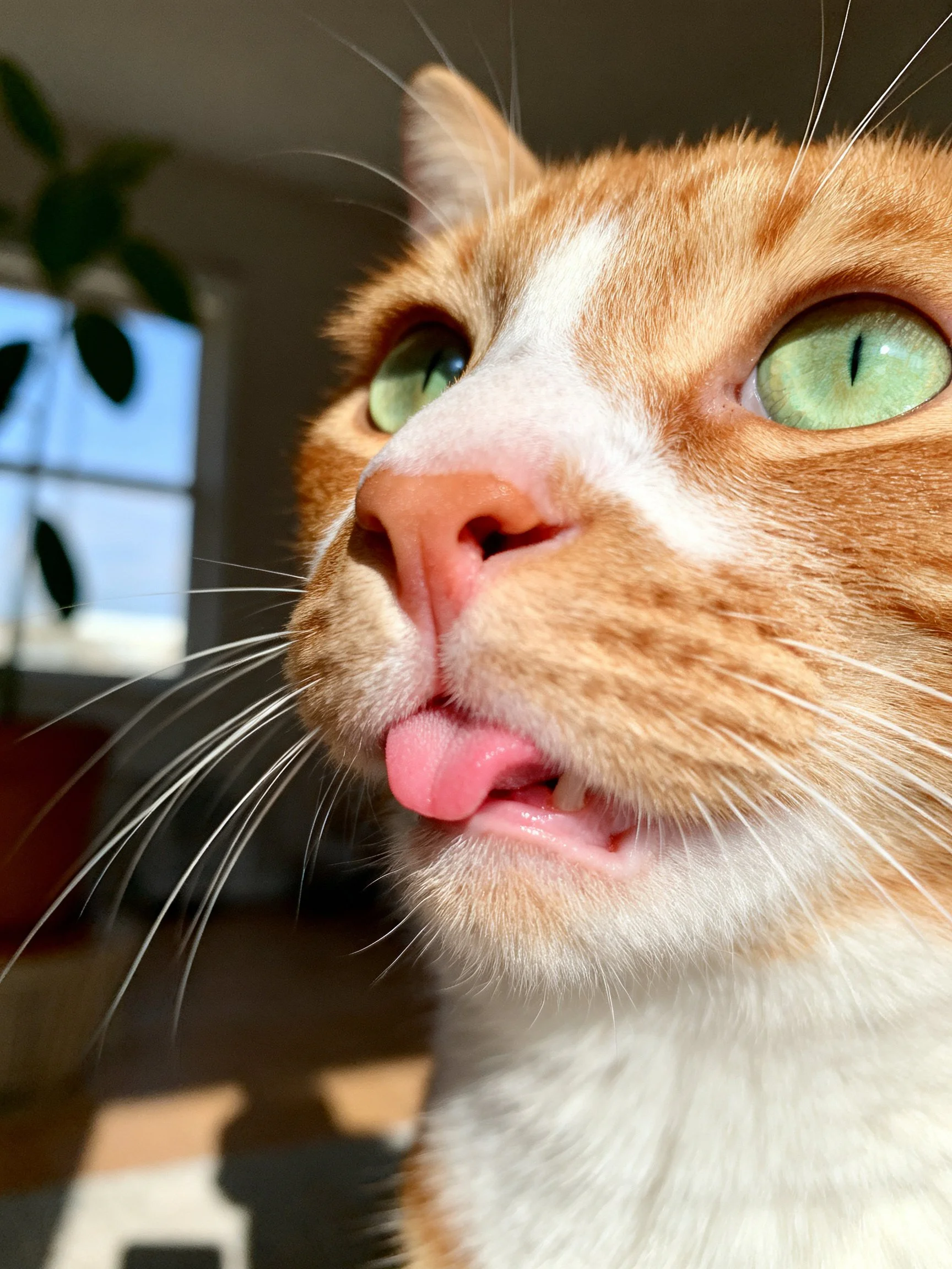 An orange and white cat with green eyes sticks out its tongue in an indoor setting.