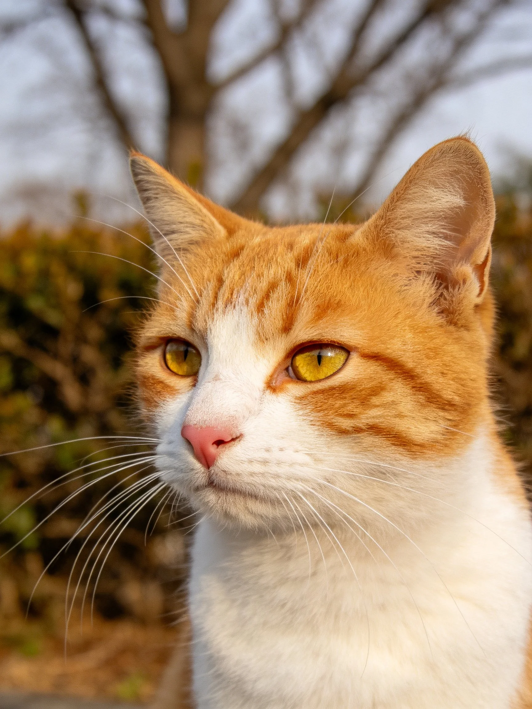 Orange and white cat with yellow eyes near trees and bushes