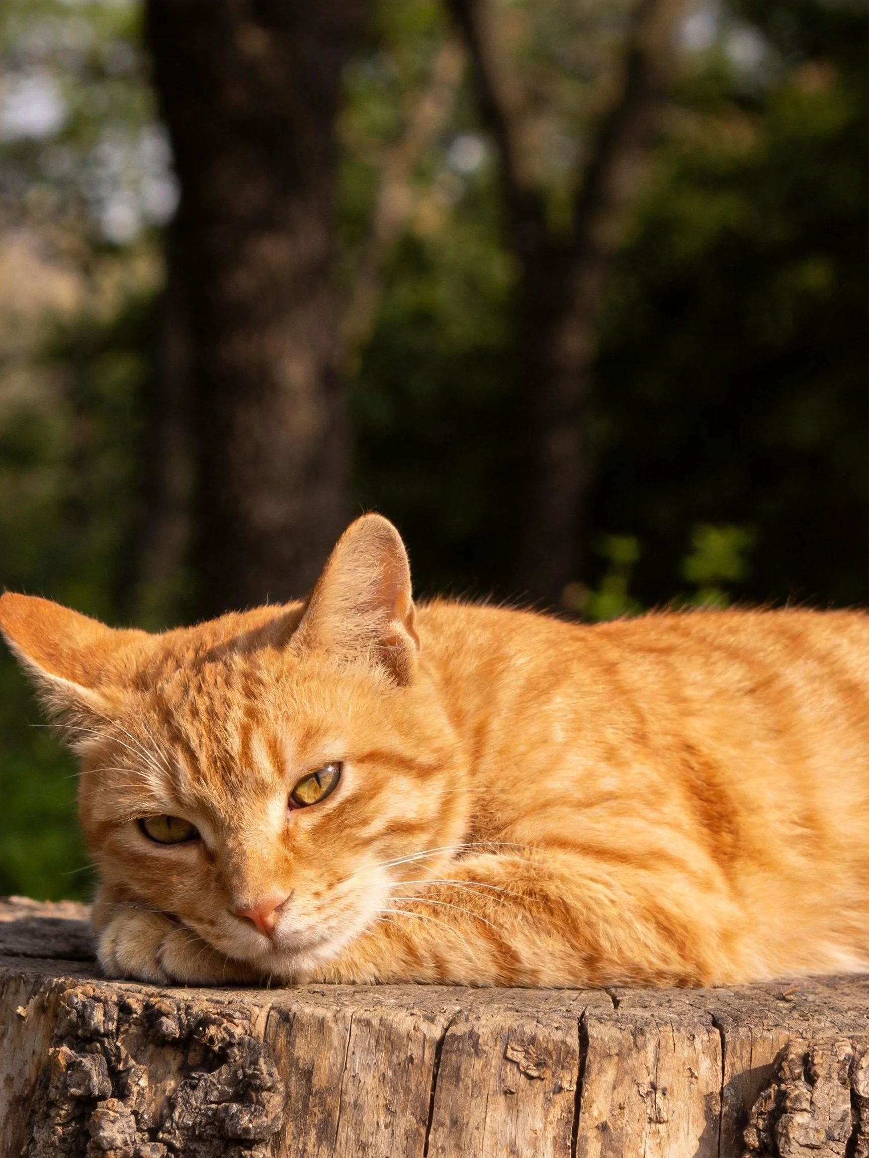 Orange tabby cat resting on a weathered tree stump outdoors