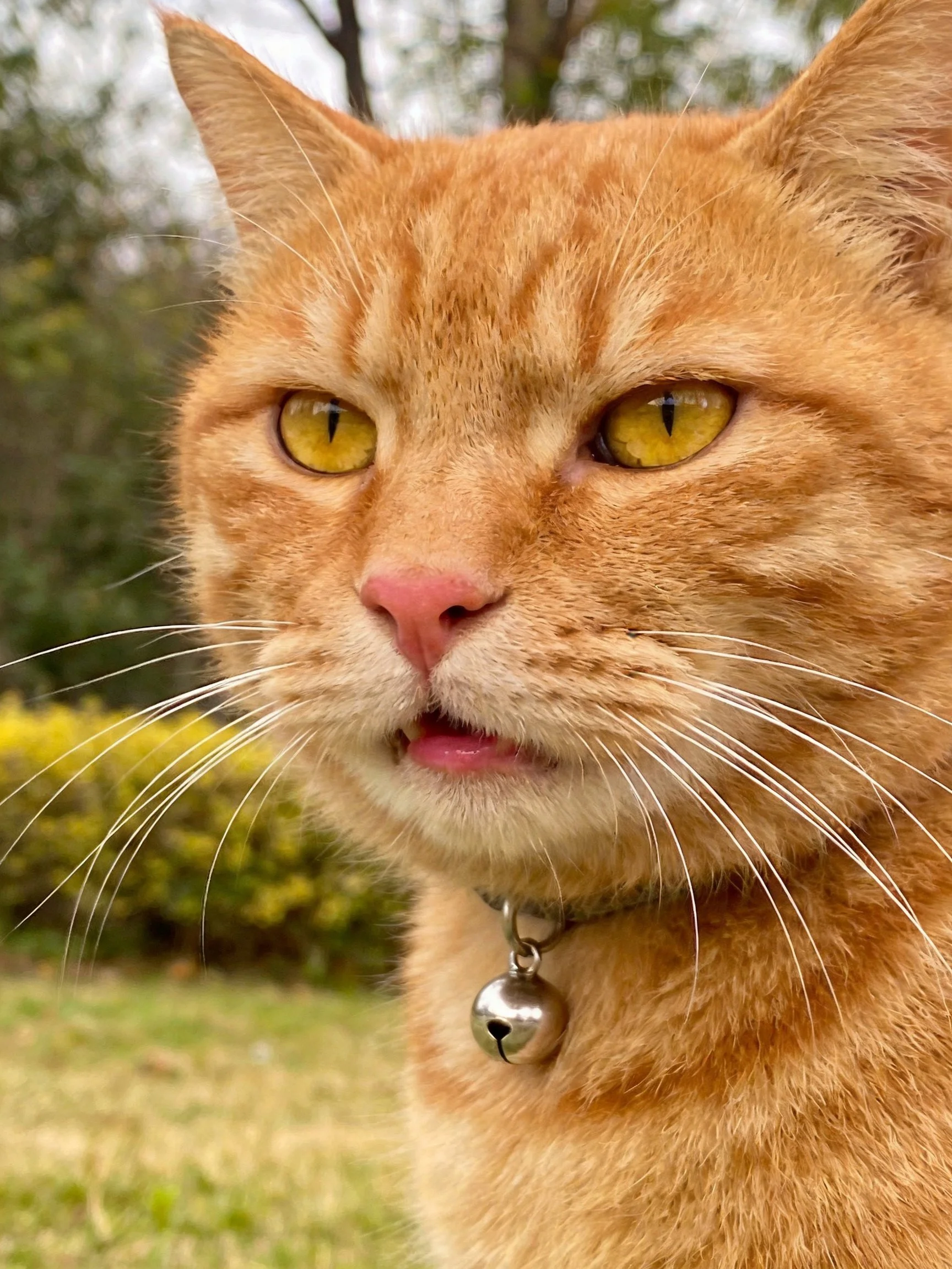 Close - up of an orange tabby cat with yellow eyes and bell collar in an outdoor area