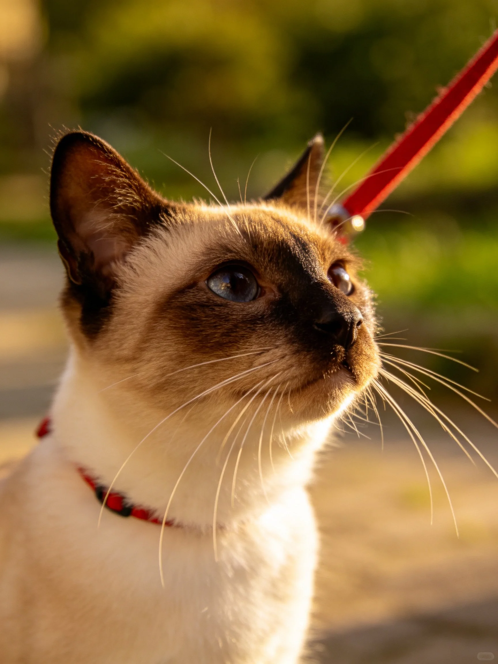 A Siamese cat with blue eyes on a red leash is shown in a sunlit outdoor area.