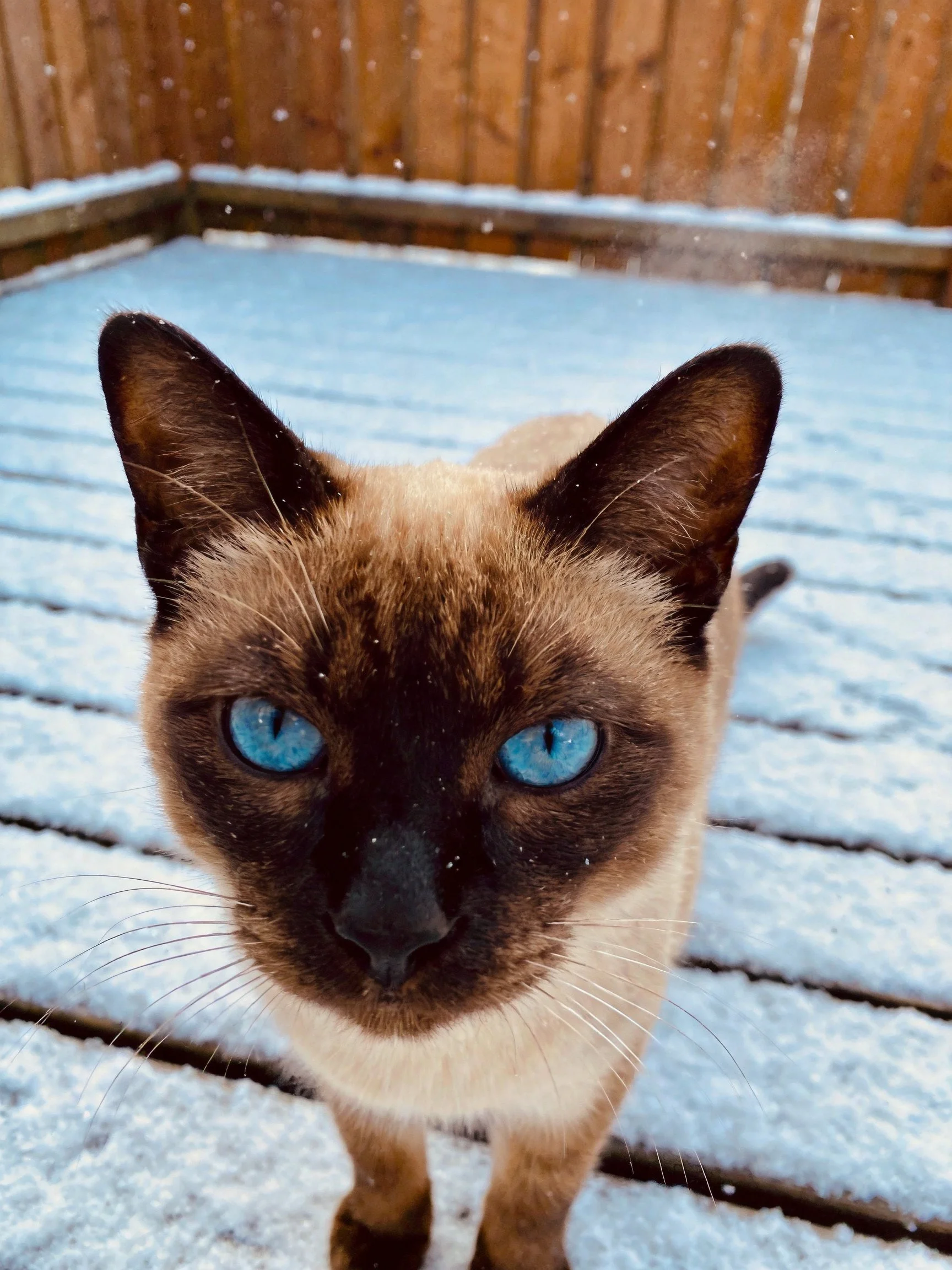 Siamese cat with vivid blue eyes stands on a snow-covered wooden deck.