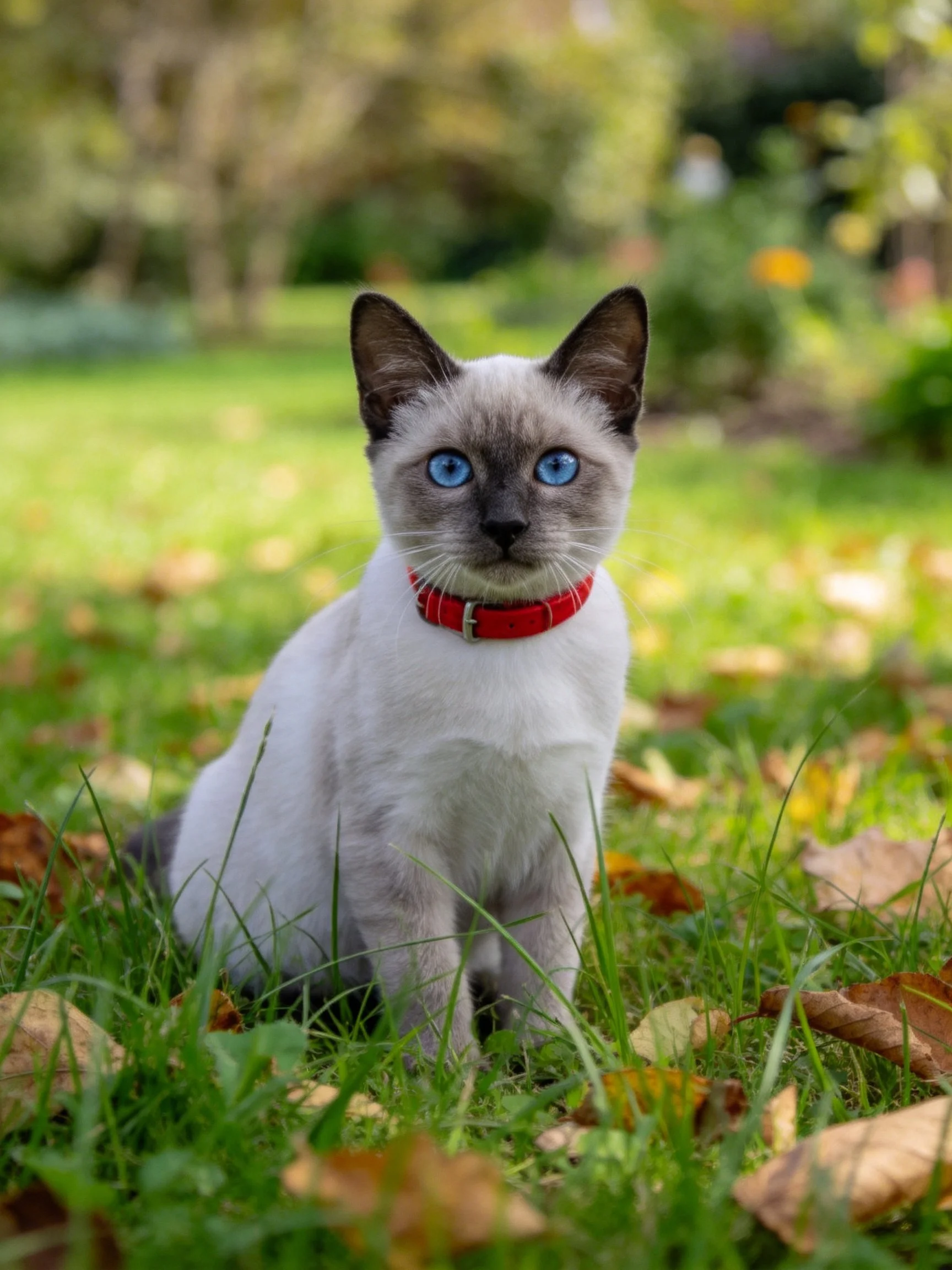 Siamese kitten with blue eyes, red collar sits amid grass and leaves