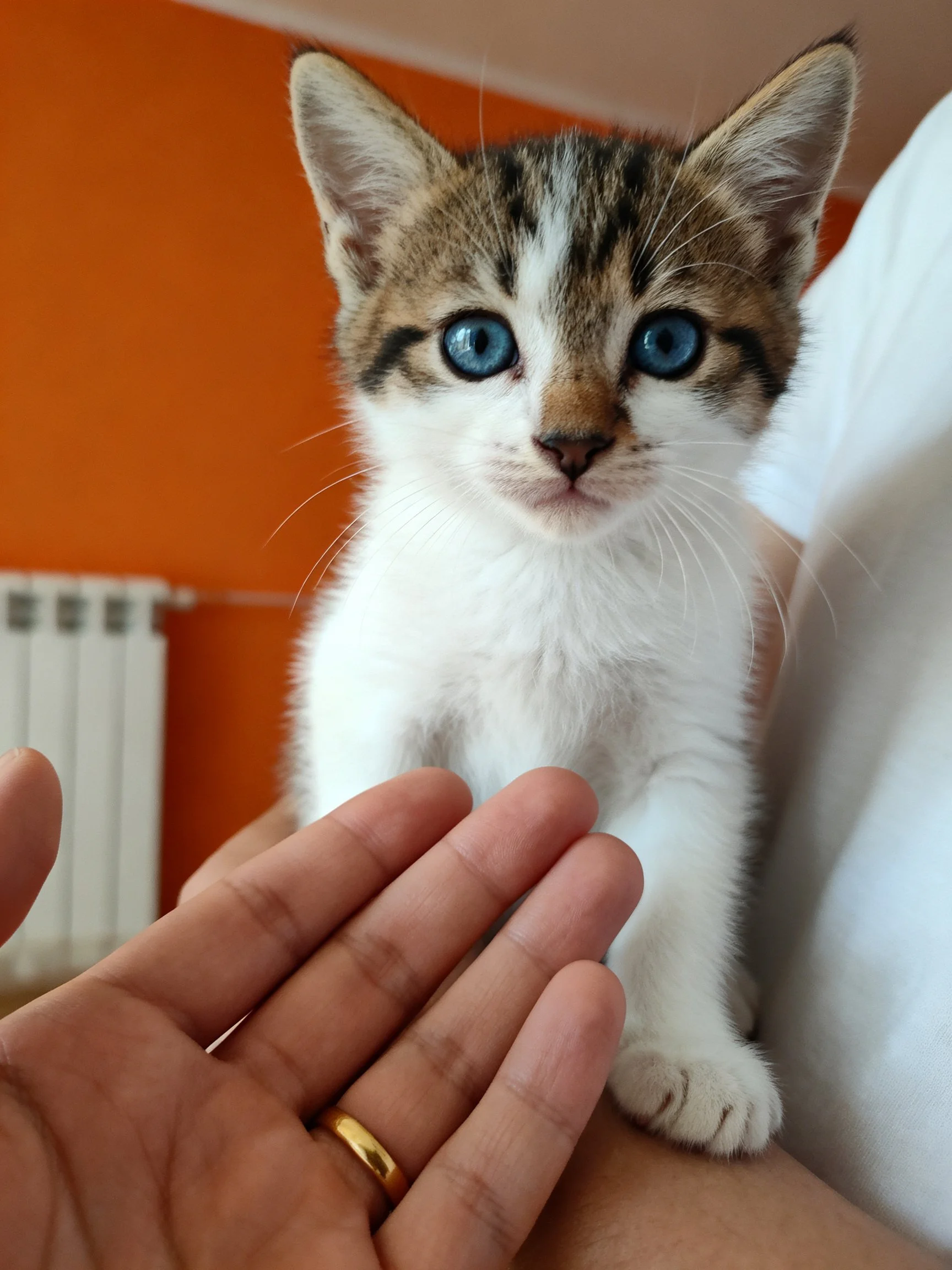 A small tabby kitten with bright blue eyes sits near a hand with a gold ring.