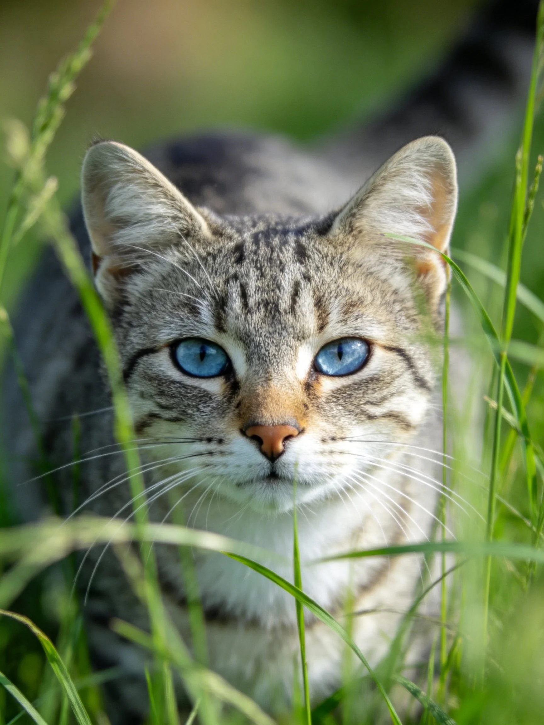 Tabby Cat with Blue Eyes Among Green Grass