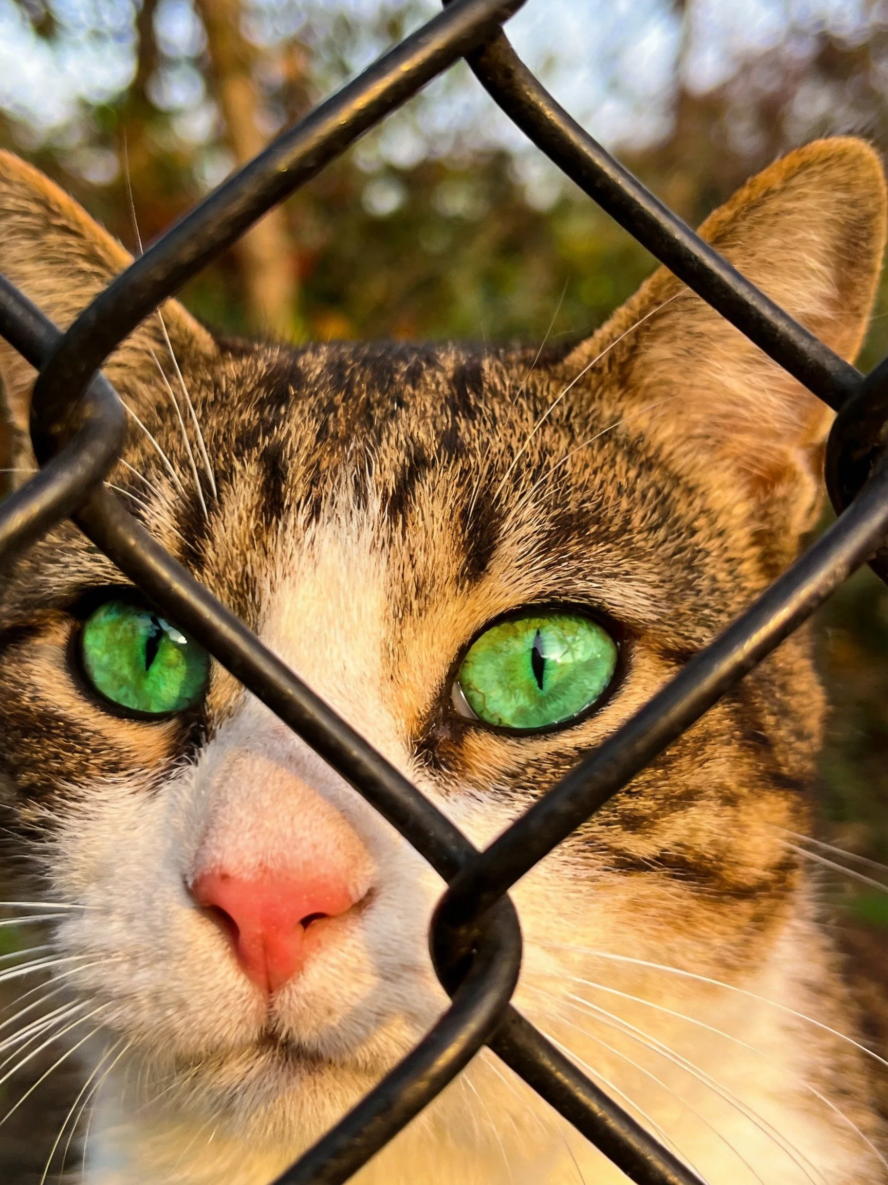 Tabby Cat with Green Eyes Behind Chain - Link Fence