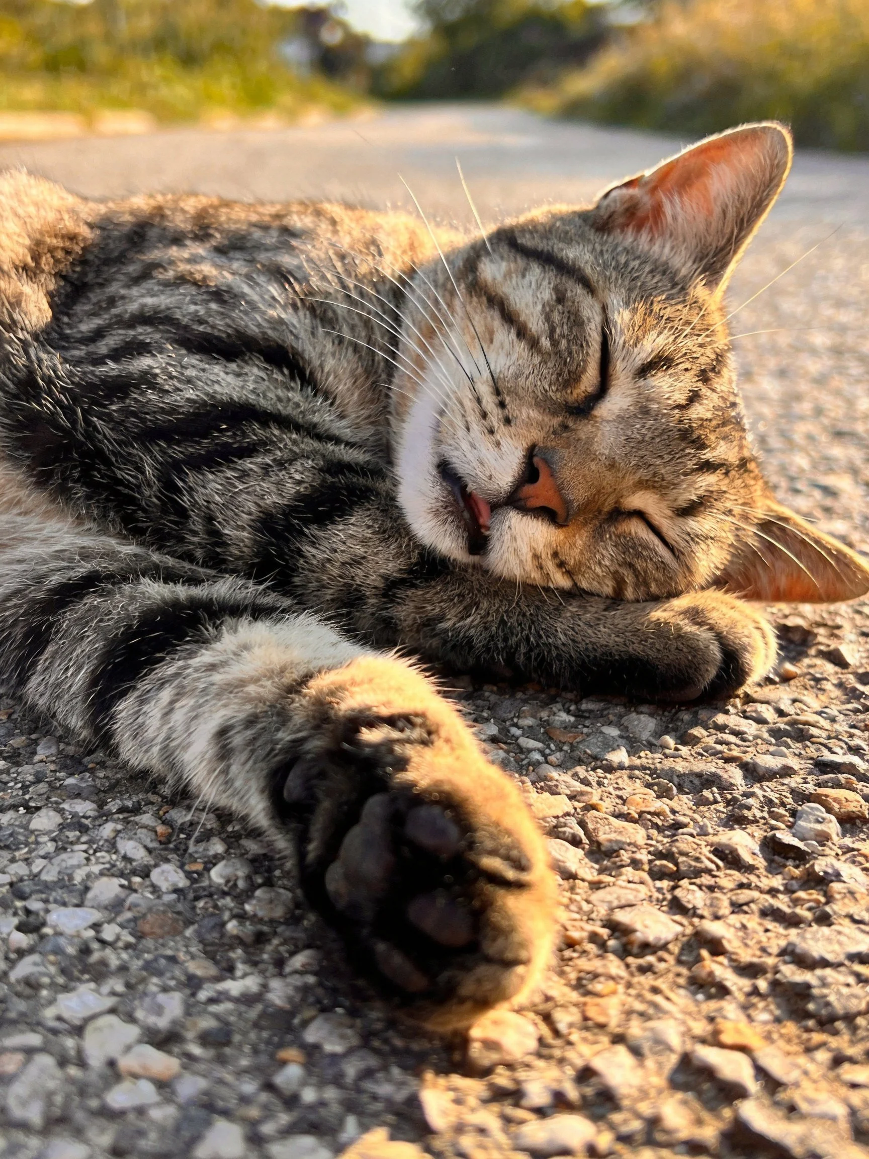 Tabby cat resting on sunlit gravel road