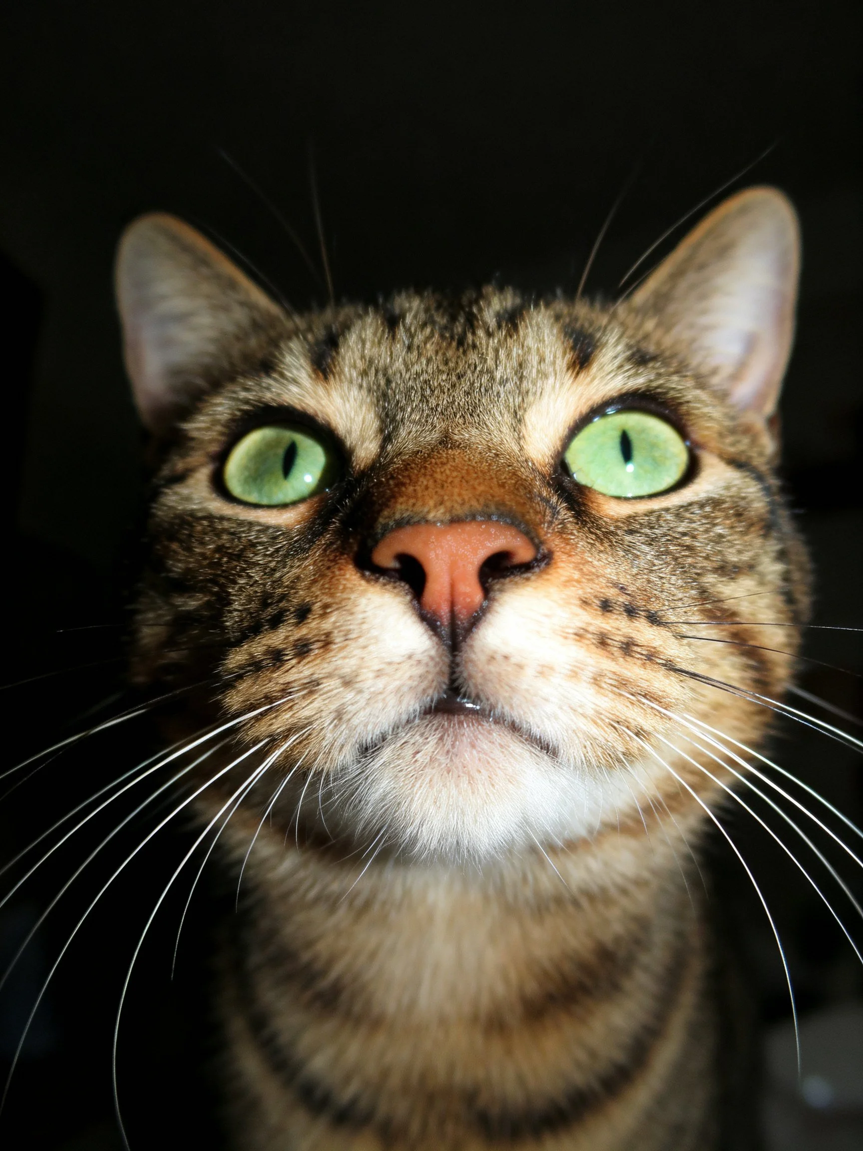Close - up of a tabby cat with vivid green eyes against a dark background.