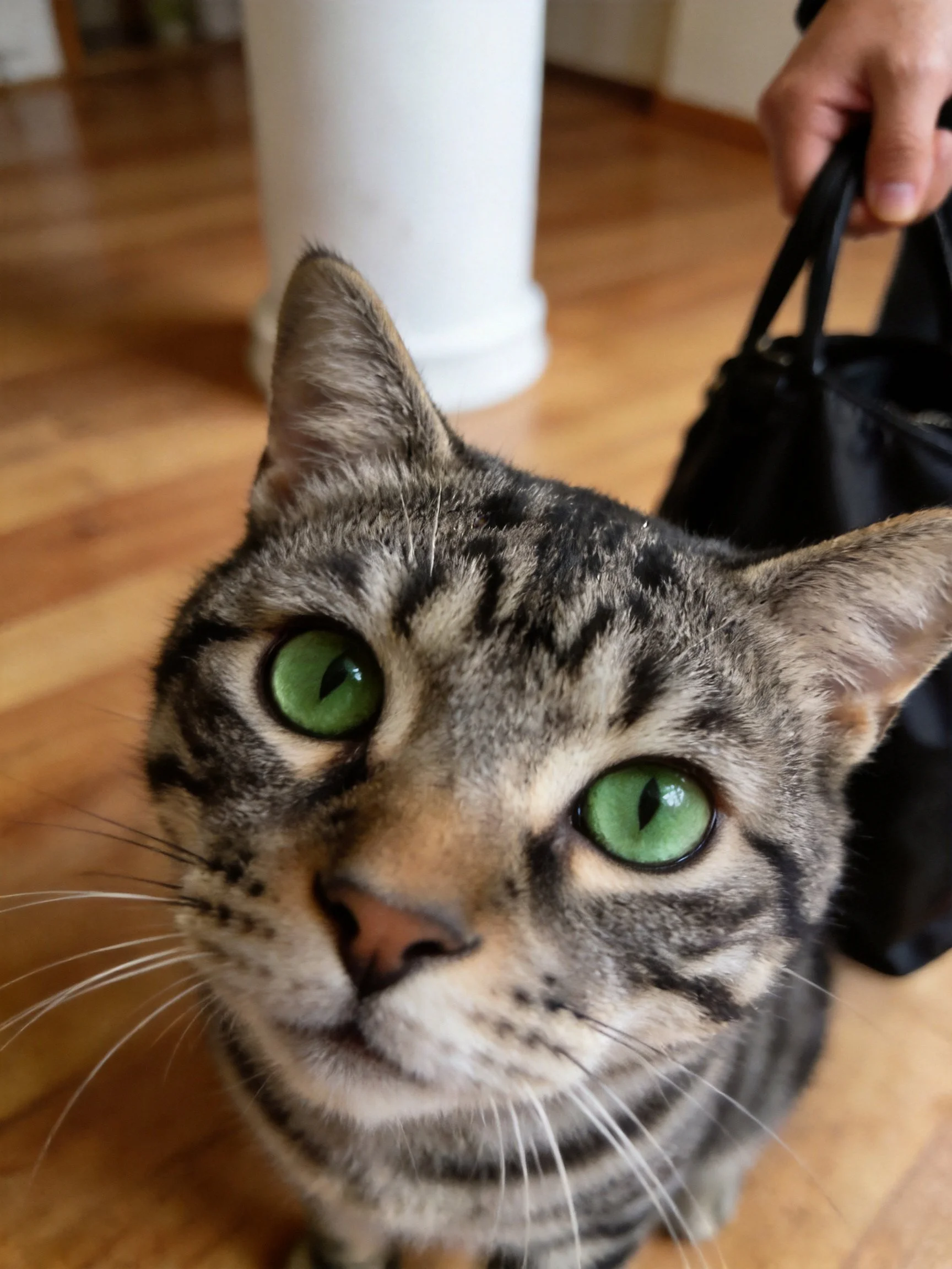 A tabby cat looks upward beside a person holding a black bag.