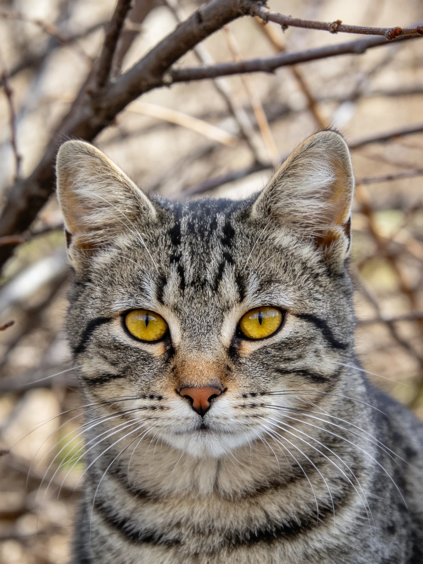 A tabby cat with yellow eyes is near tree branches.
