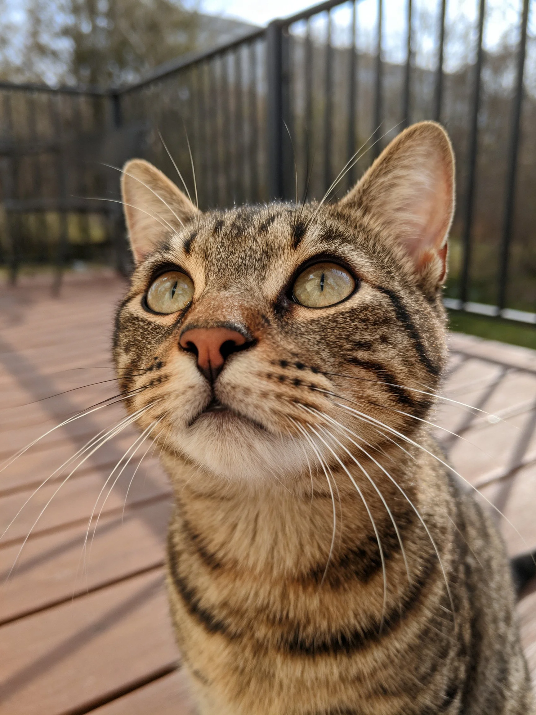 Tabby cat with green eyes on a wooden deck