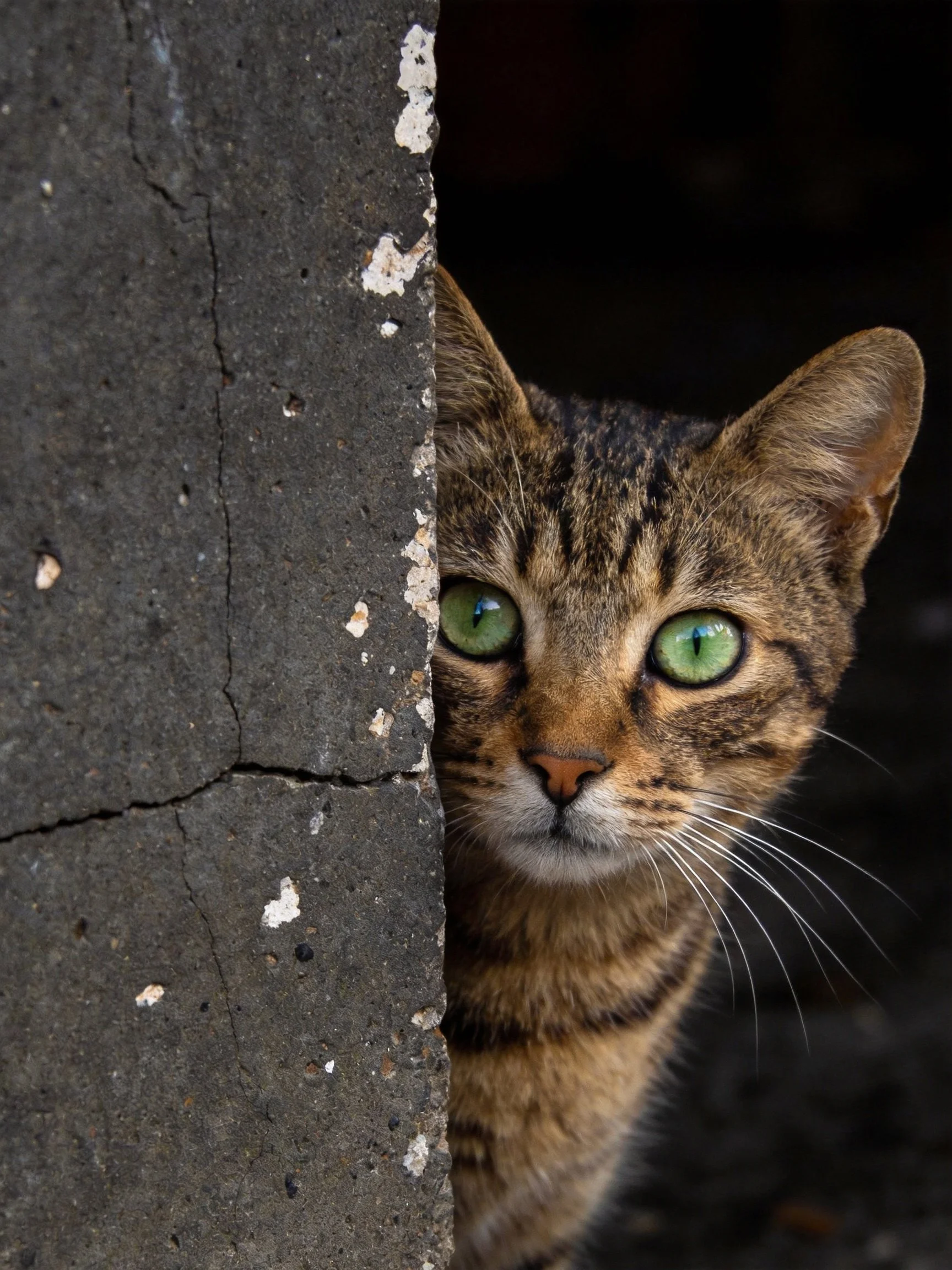 Tabby cat with green eyes peeks from behind cracked concrete wall