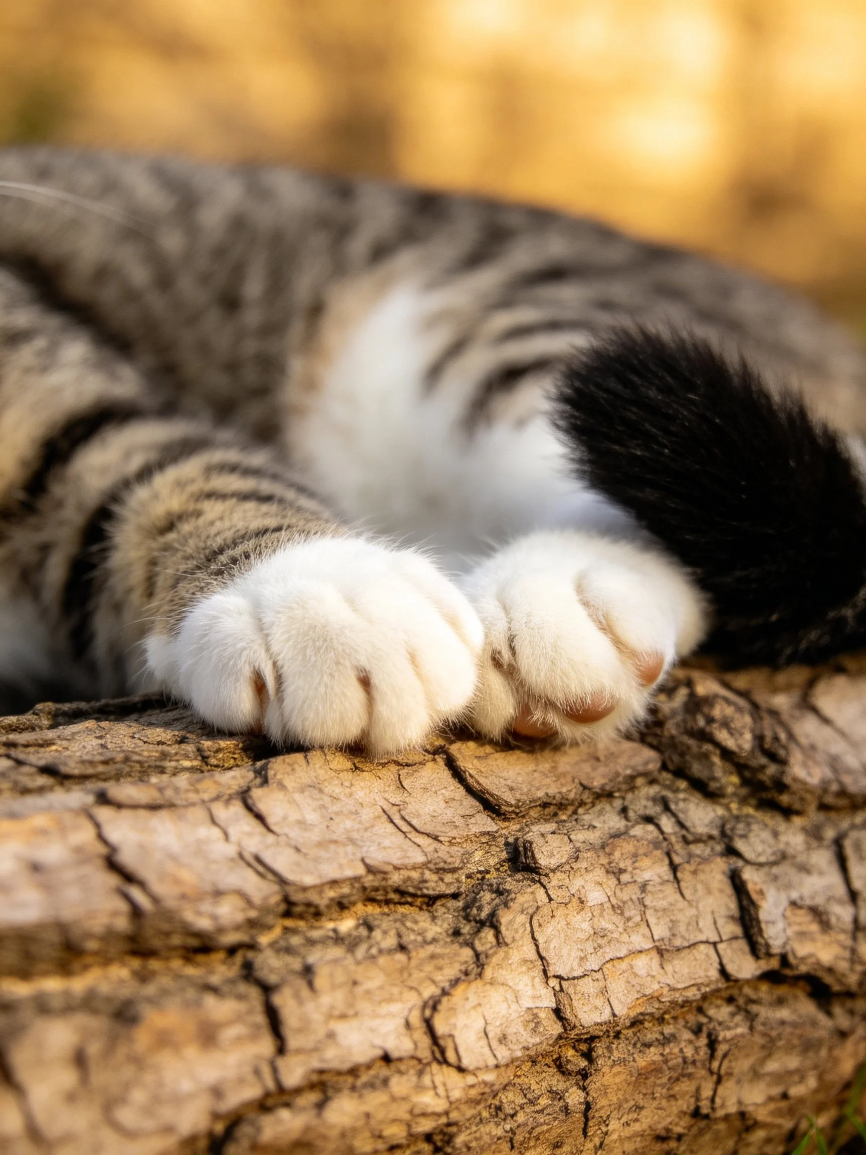 Tabby cat’s white paws rest on a cracked tree trunk