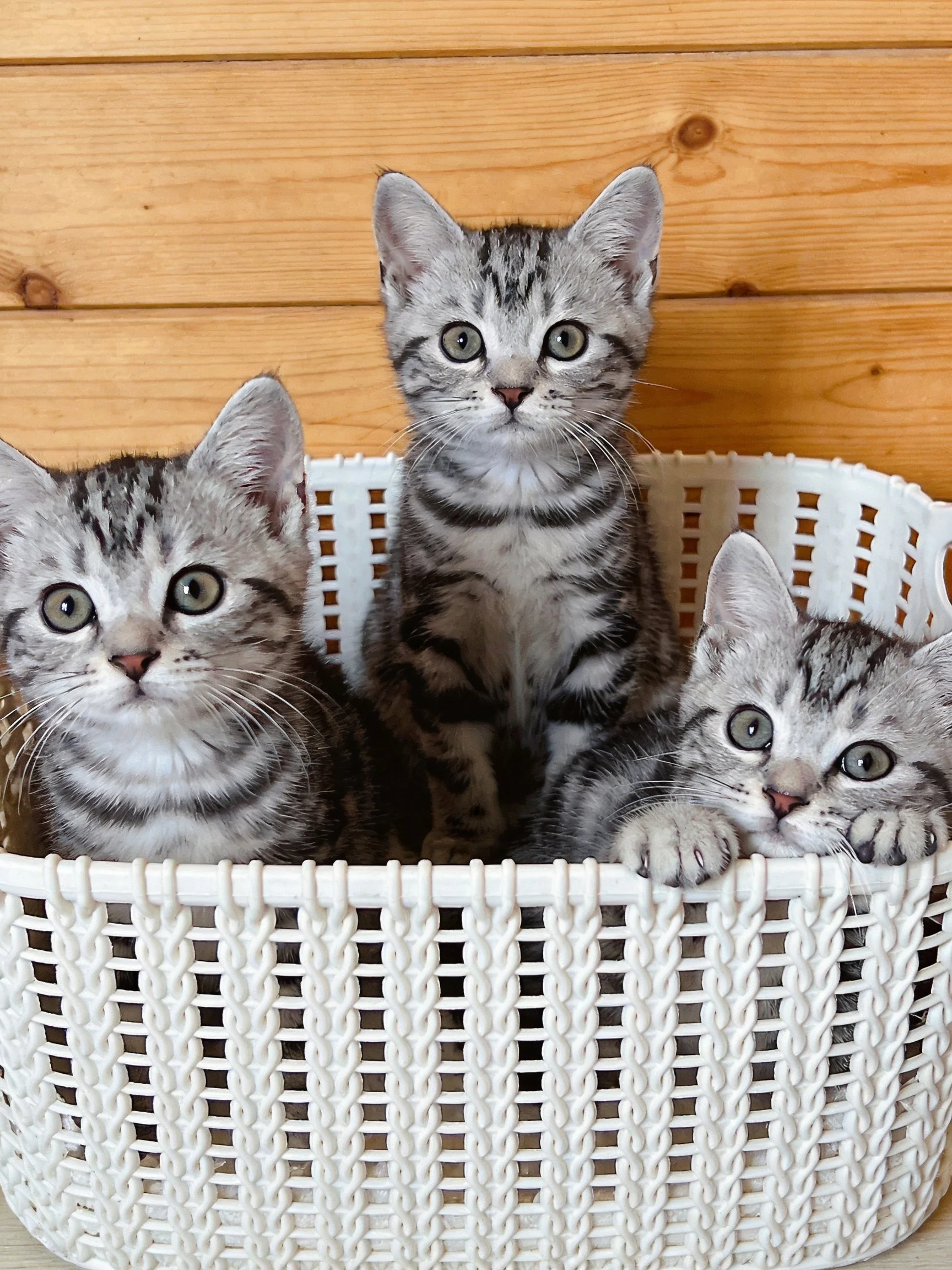 Three gray tabby kittens sit in a white basket beside wooden walls