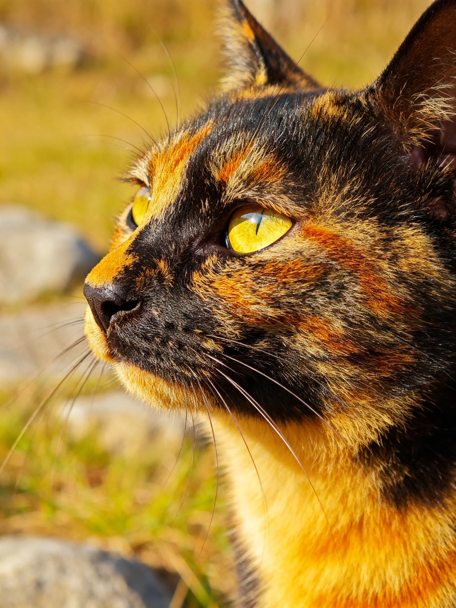 A tortoiseshell cat with bright yellow eyes gazes in natural light.