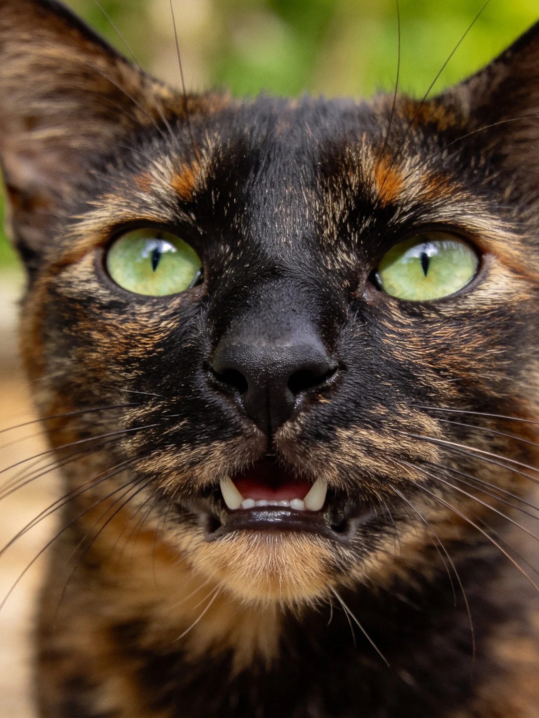 Tortoiseshell cat with striking green eyes in close-up