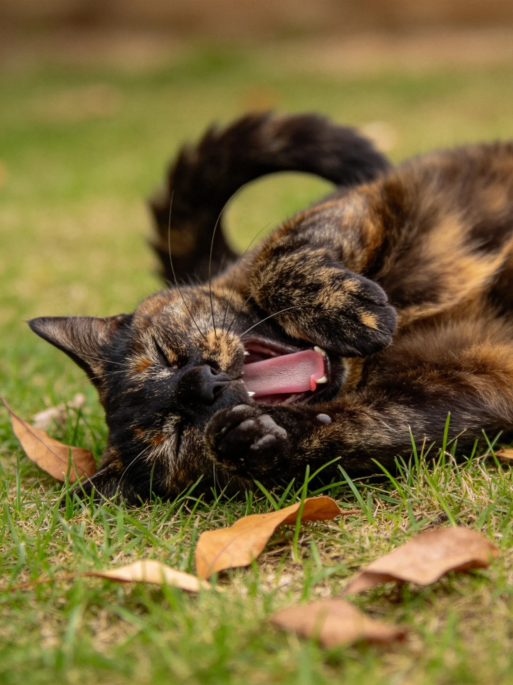 Tortoiseshell cat yawning on green grass with brown leaves