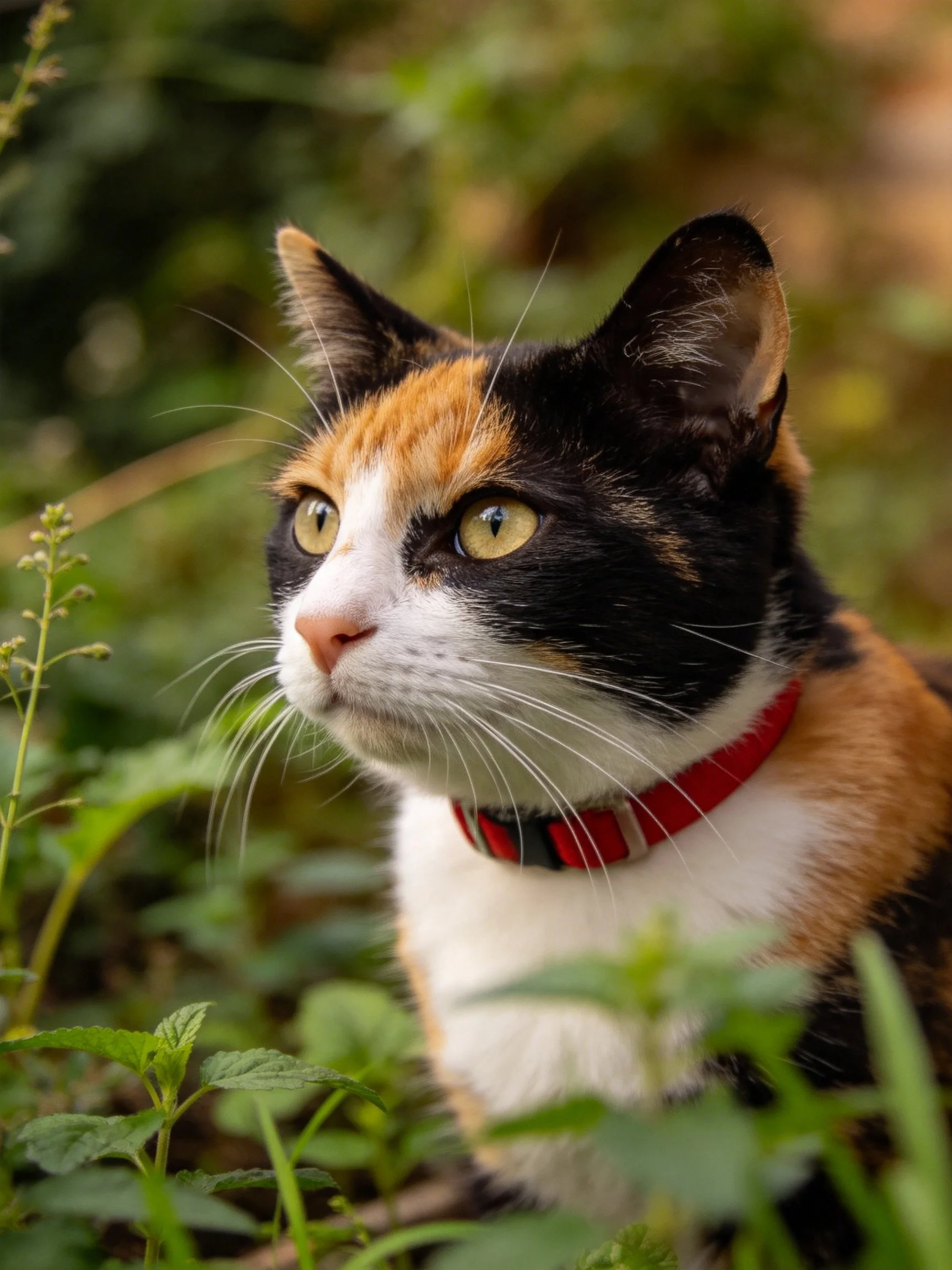 A tri-colored calico cat with a red collar sitsamong lush greenery.