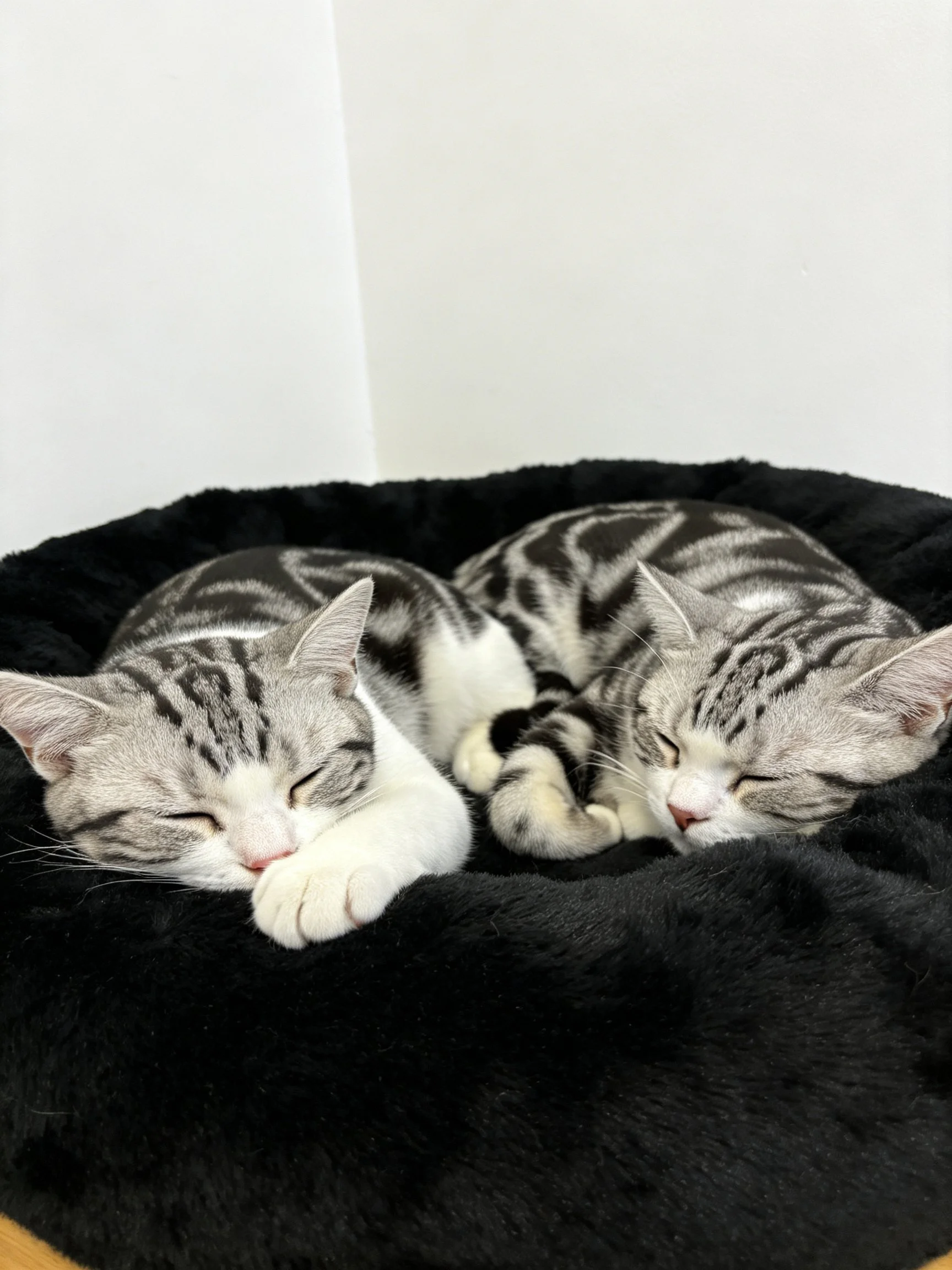 Two gray tabby kittens sleeping together in a black pet bed