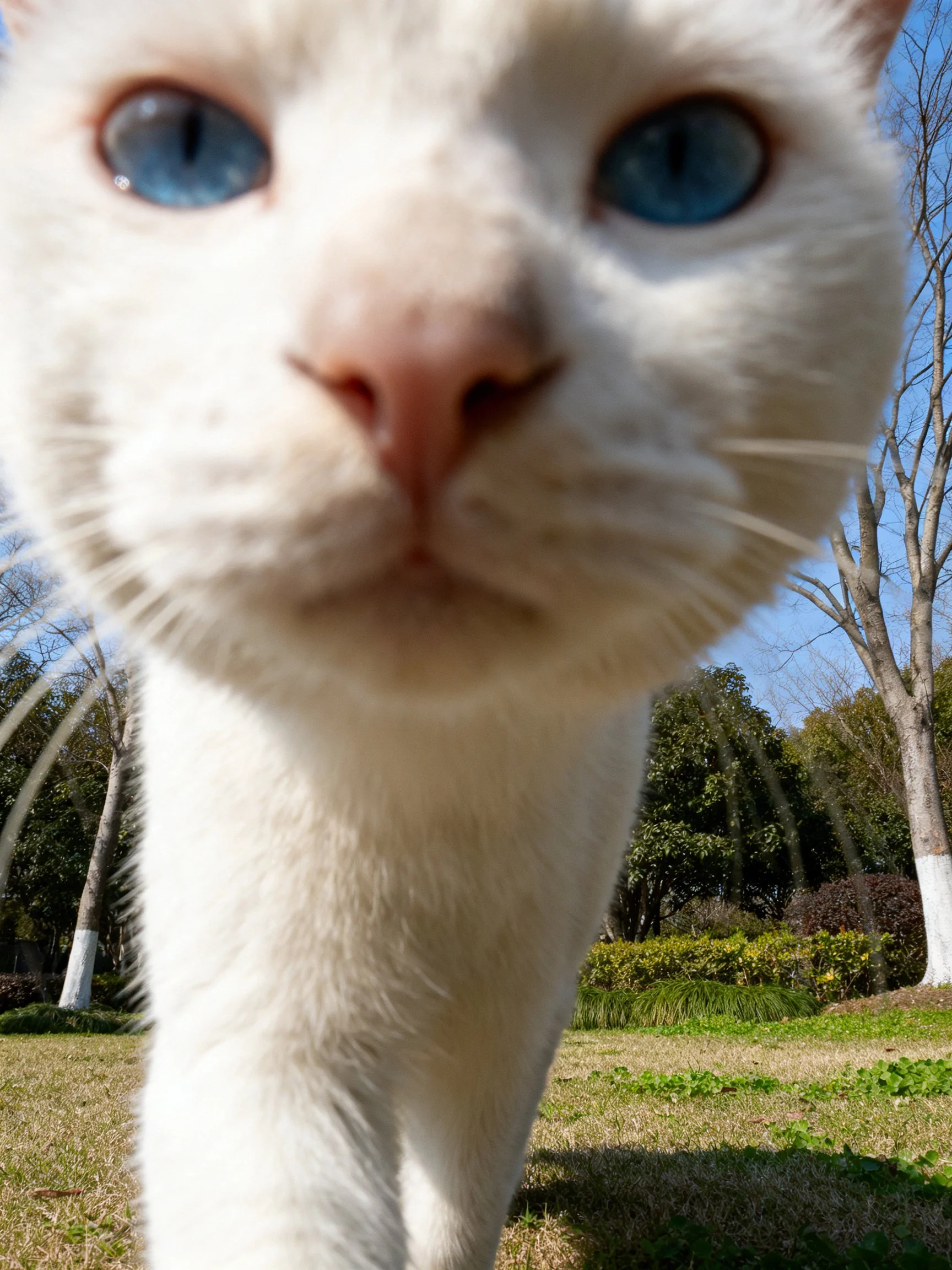 A white cat with bright blue eyes is photographed up close in a sunny outdoor area.