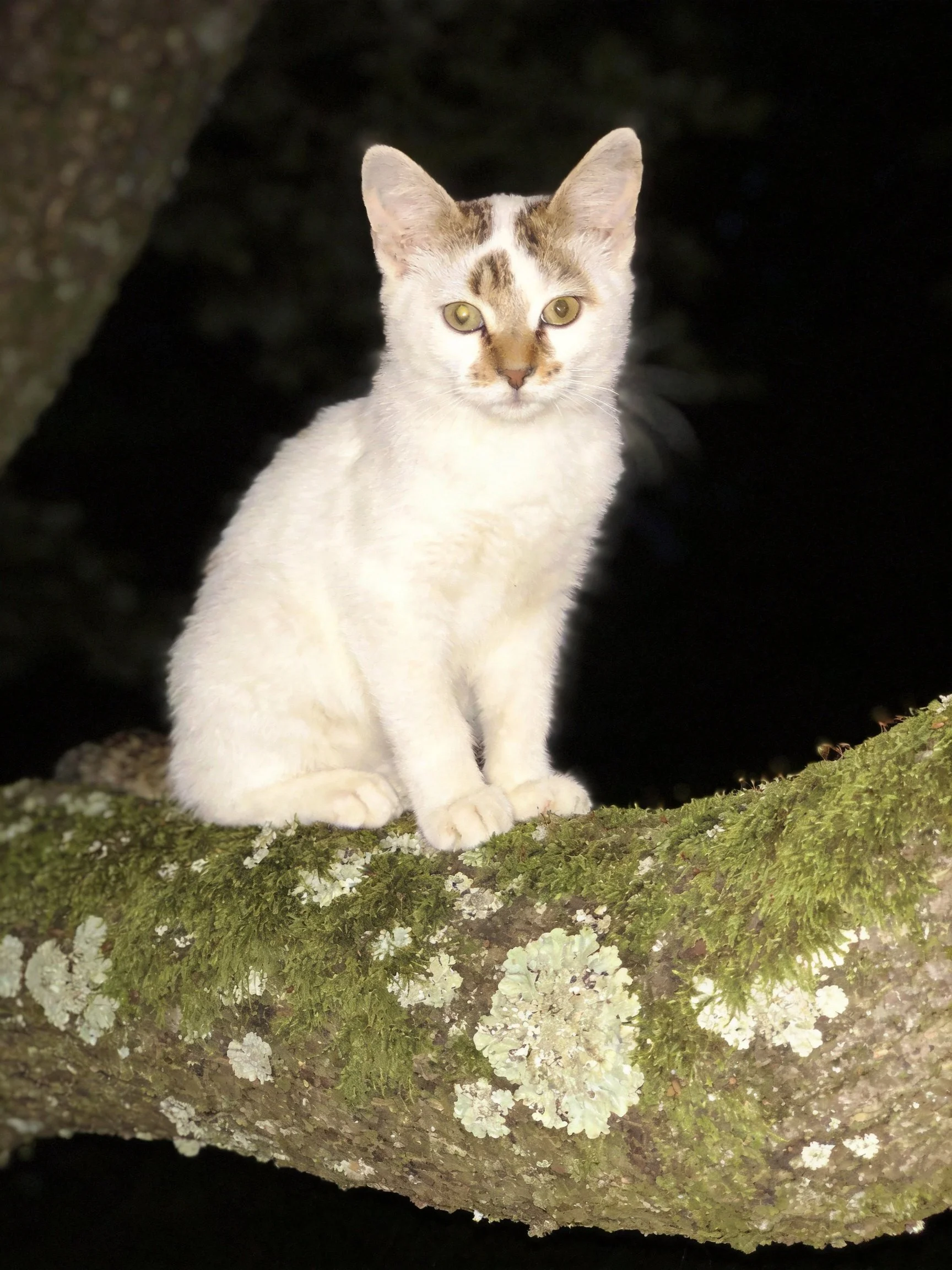 White and tan cat on mossy tree branch at night