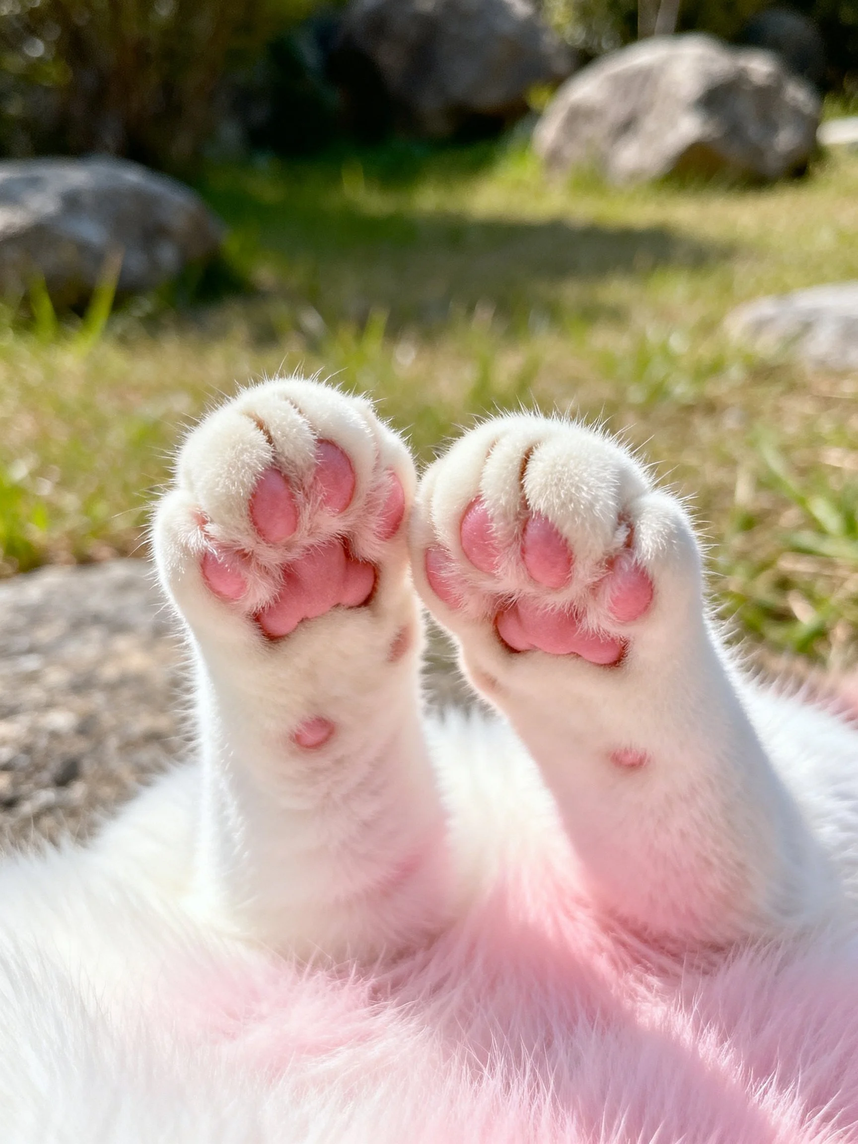 White cat paws with pink pads in a sunlit outdoor setting